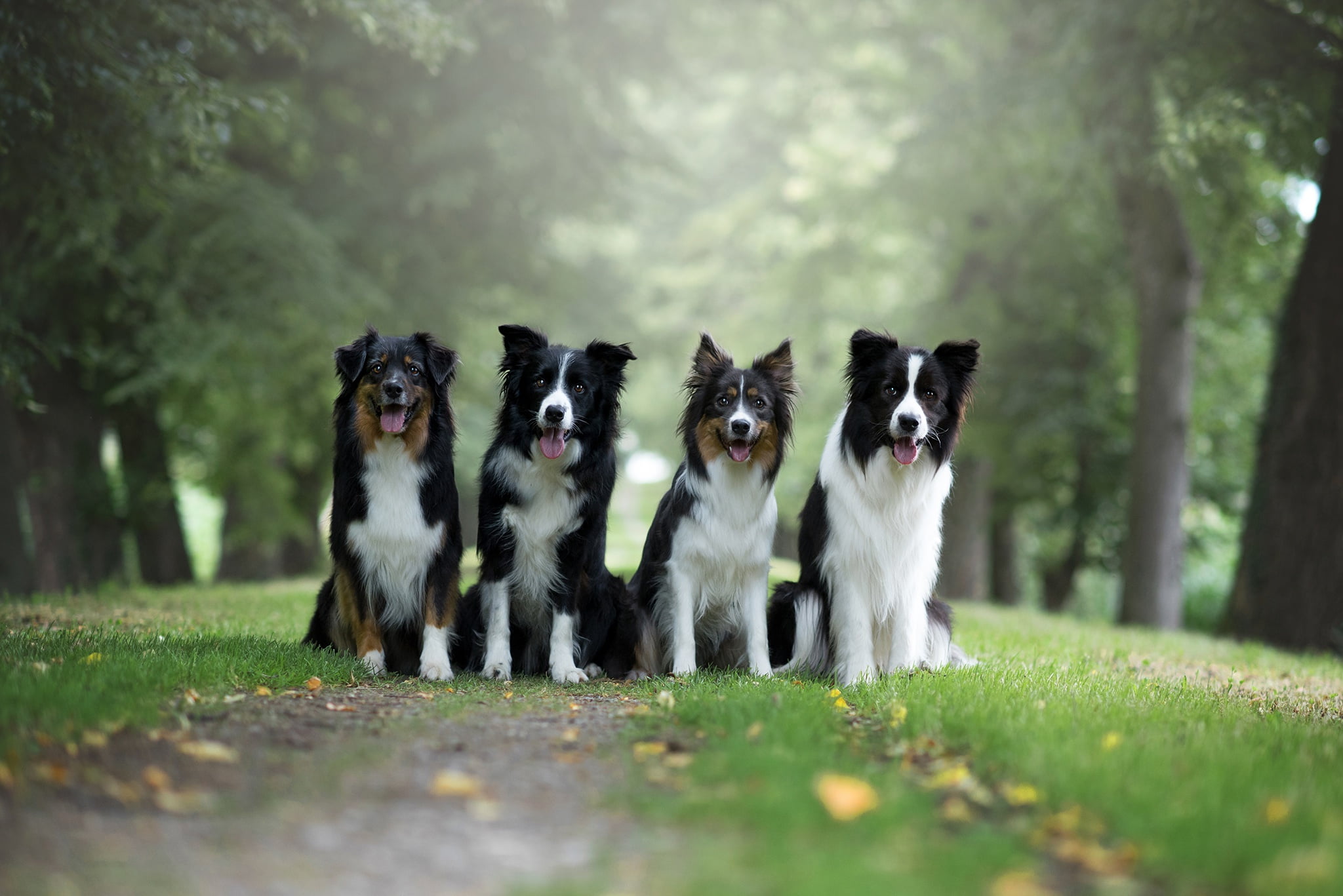 company, path, boys, greens, four dogs, four, the border collie, grass, sitting, party, black and white, trees, alley, friends, 1080P, the end of summer, HD Wallpaper