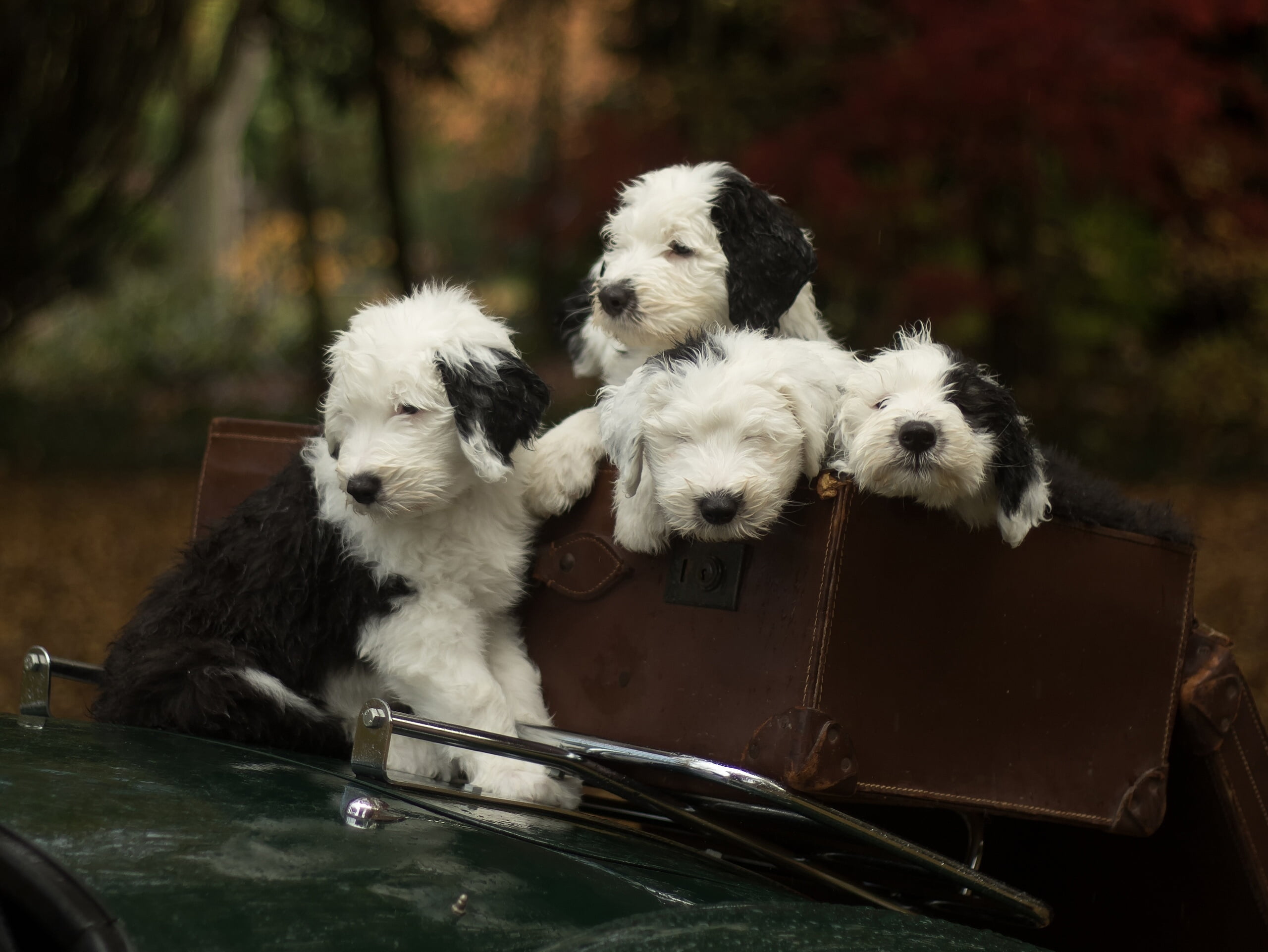 2K, The old English Sheepdog, puppies, Bobtail, Quartet, suitcase, dogs, HD Wallpaper