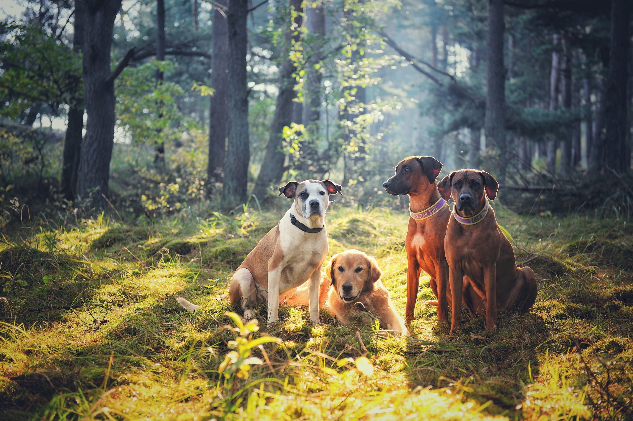 dogs, friends, forest, Quartet, company, Golden Retriever, Rhodesian Ridgeback, 1080P, HD Wallpaper