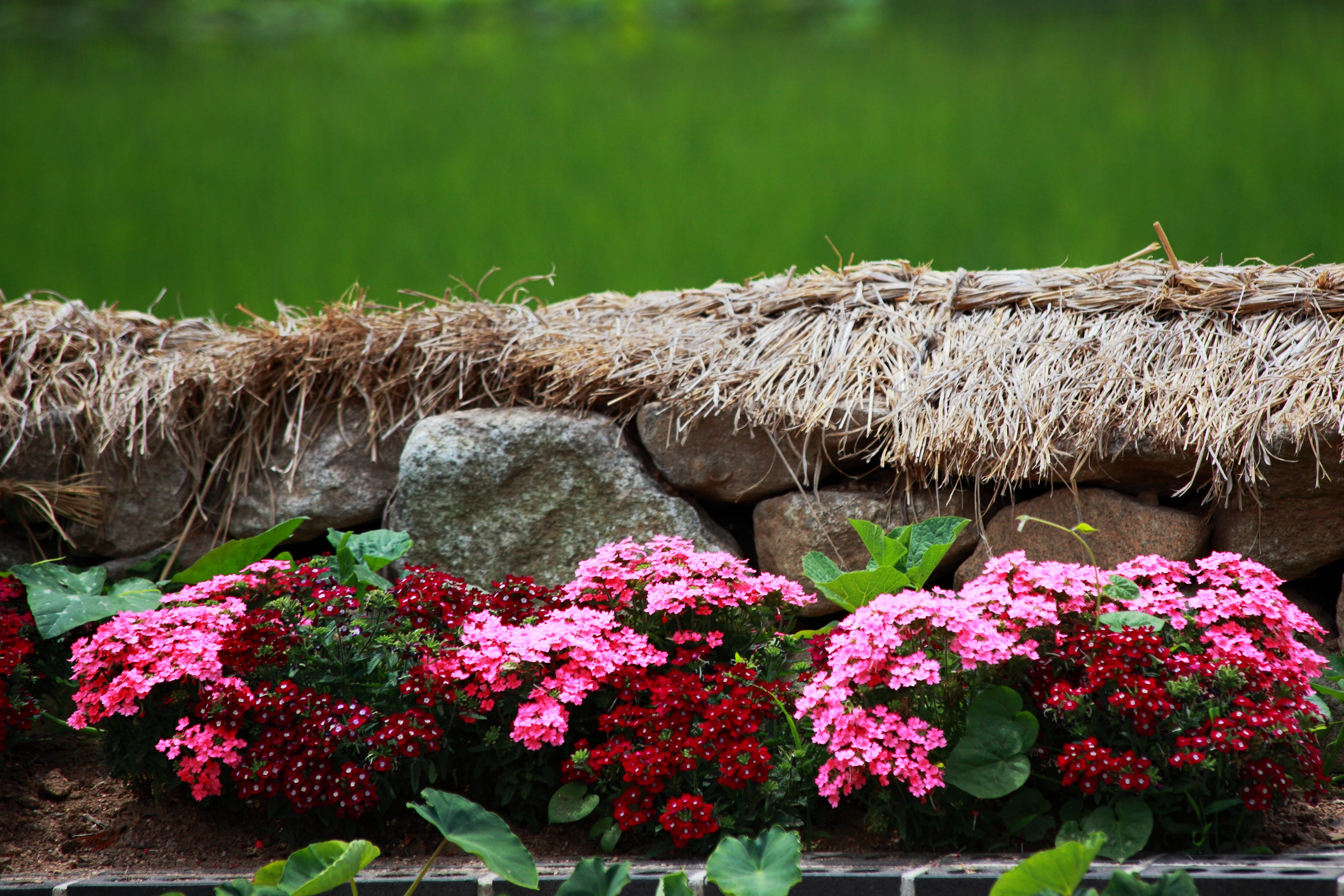 outdoors, day, freshness, grass, rock - object, growth, 4K, plant, flower, beautiful, vulnerability, flowering plant, water, republic of korea, nature, HD Wallpaper