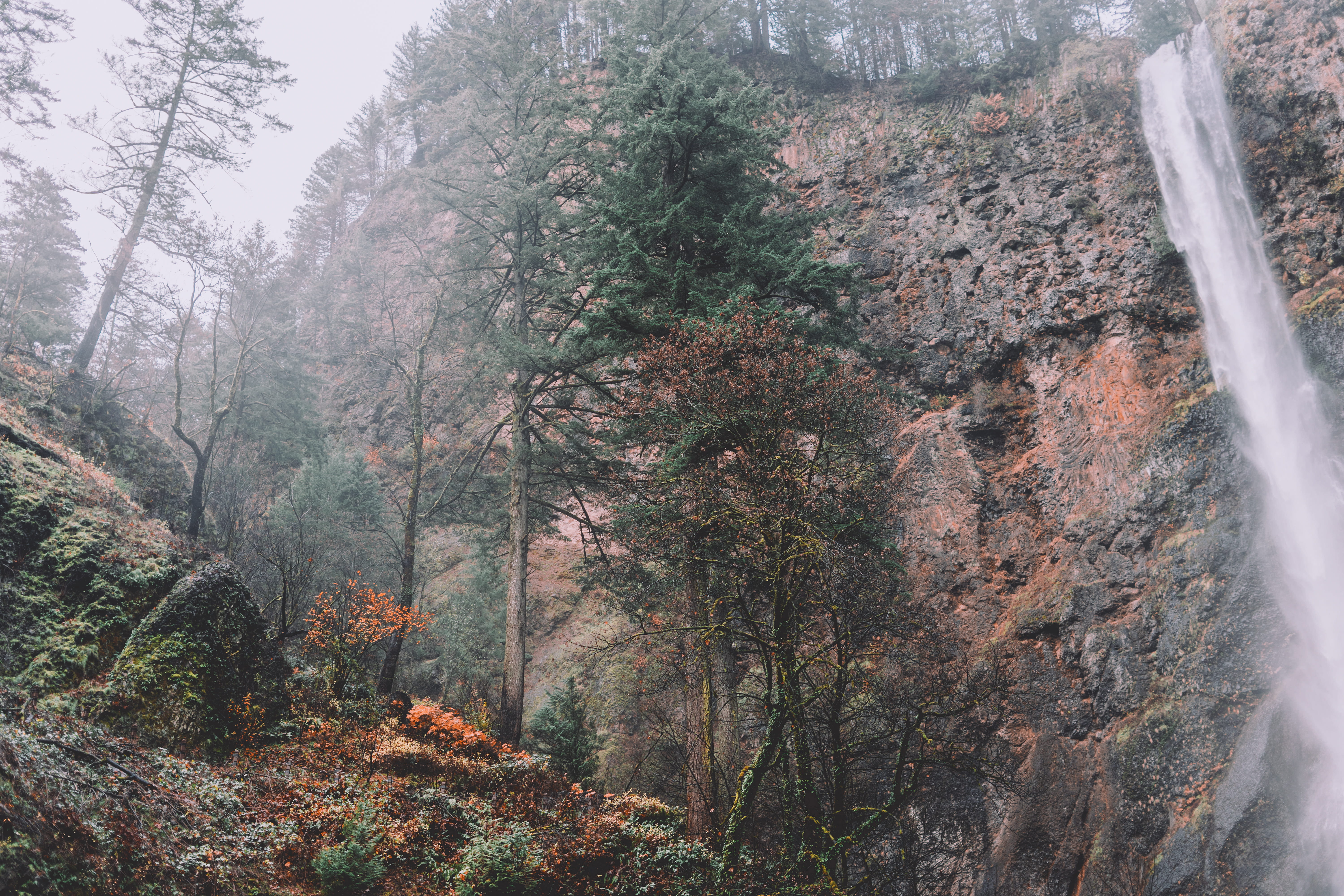fog, fir, beauty in nature, 5K, growth, tree, daytime, landslide, shelter, outdoors, waterfalls, spruce, larch, landscape, plant, conifer, pine, tranquility, HD Wallpaper