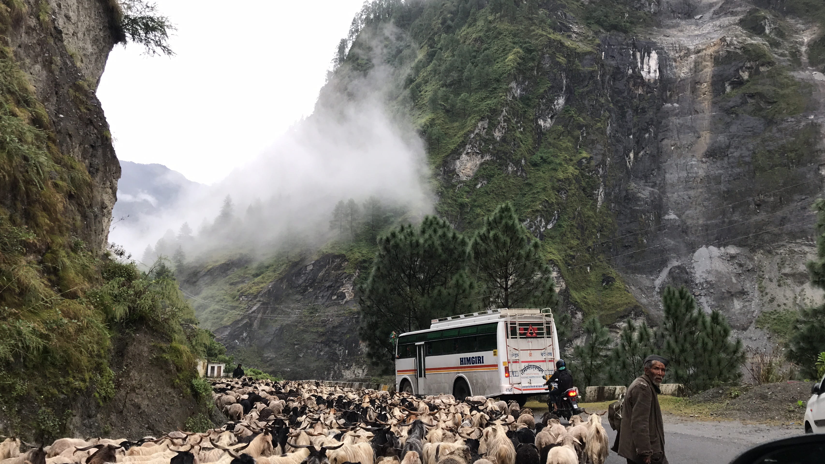 shepherd, bus, mode of transportation, scenics - nature, herd, outdoors, fog, non-urban scene, environment, landslide, mist, tree, rural, day, roadside, HD Wallpaper