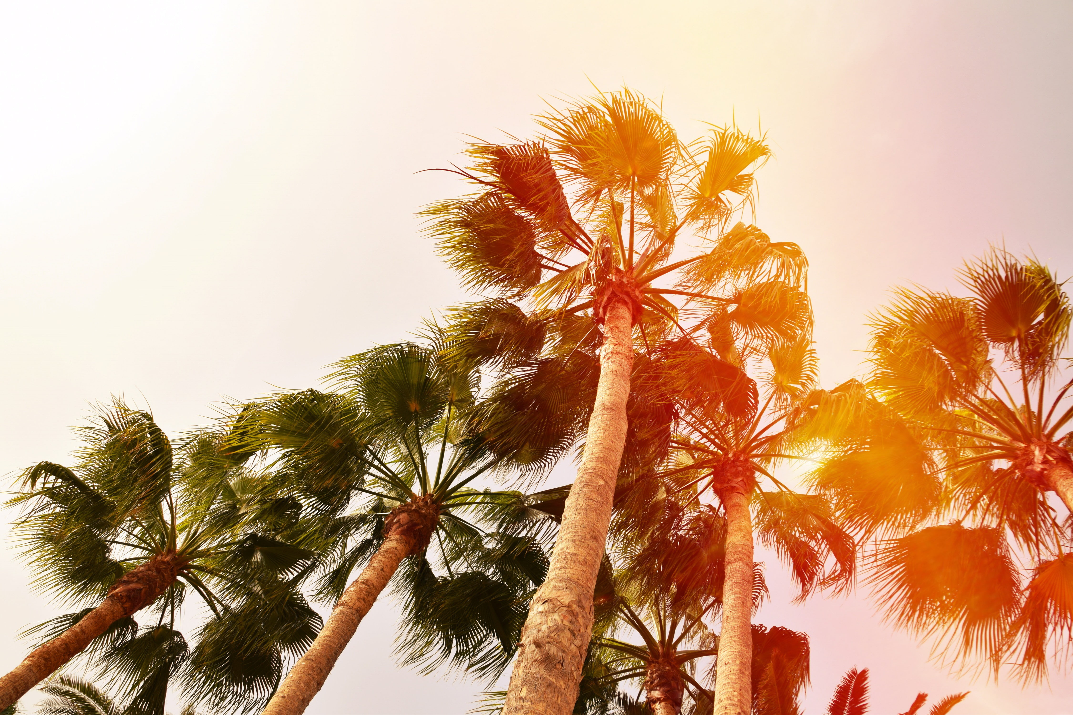 4K, Gran Canaria  nature  animals  palm trees  Spain  Nikon  long exposure  photography  vacation  worms eye view  Germany  beach, HD Wallpaper
