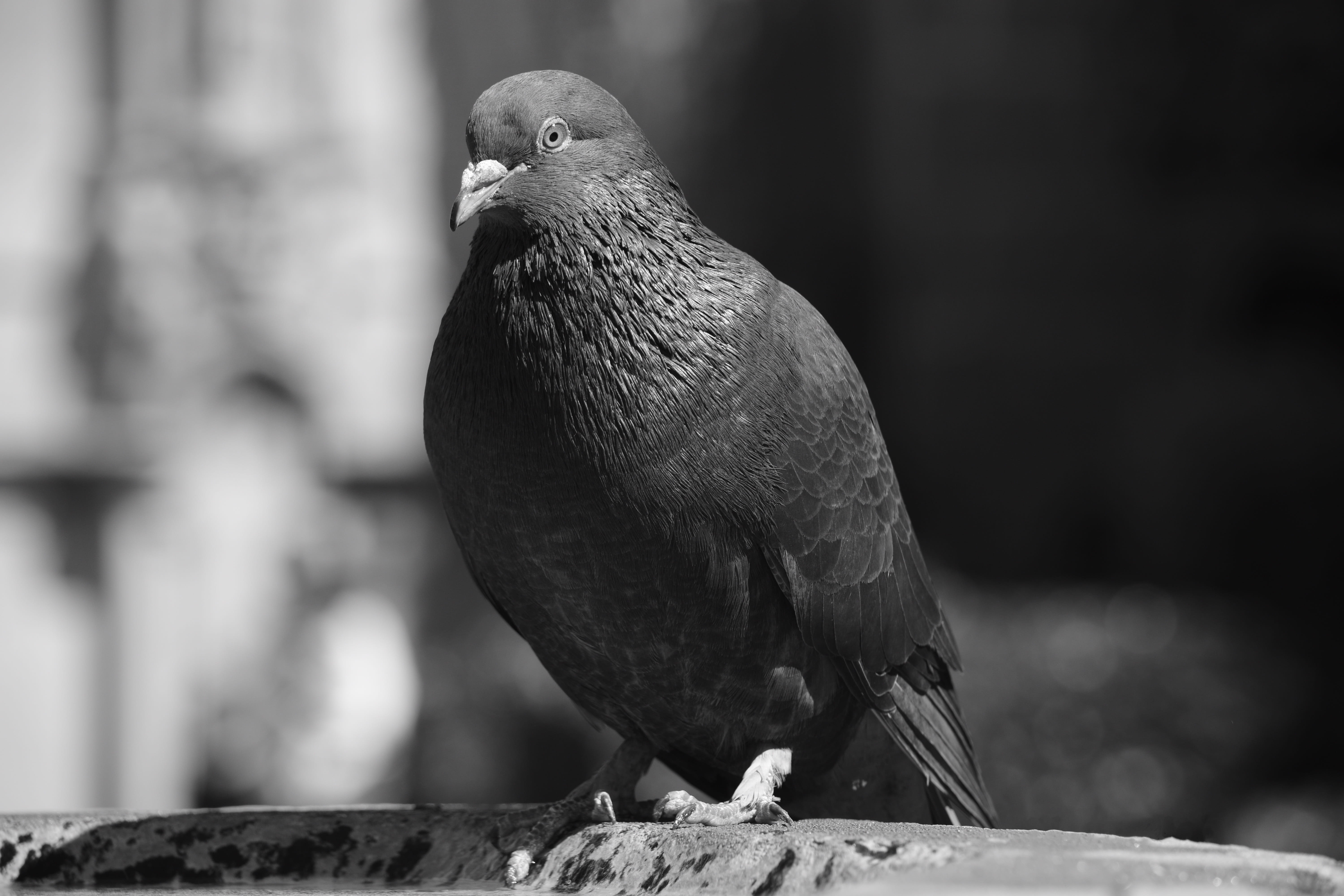 paloma, black, outdoors, wings, one animal, animal, railing, looking, animals, selective focus, perching, wood - material, looking away, pigeon, dom, animals in the wild, HD Wallpaper