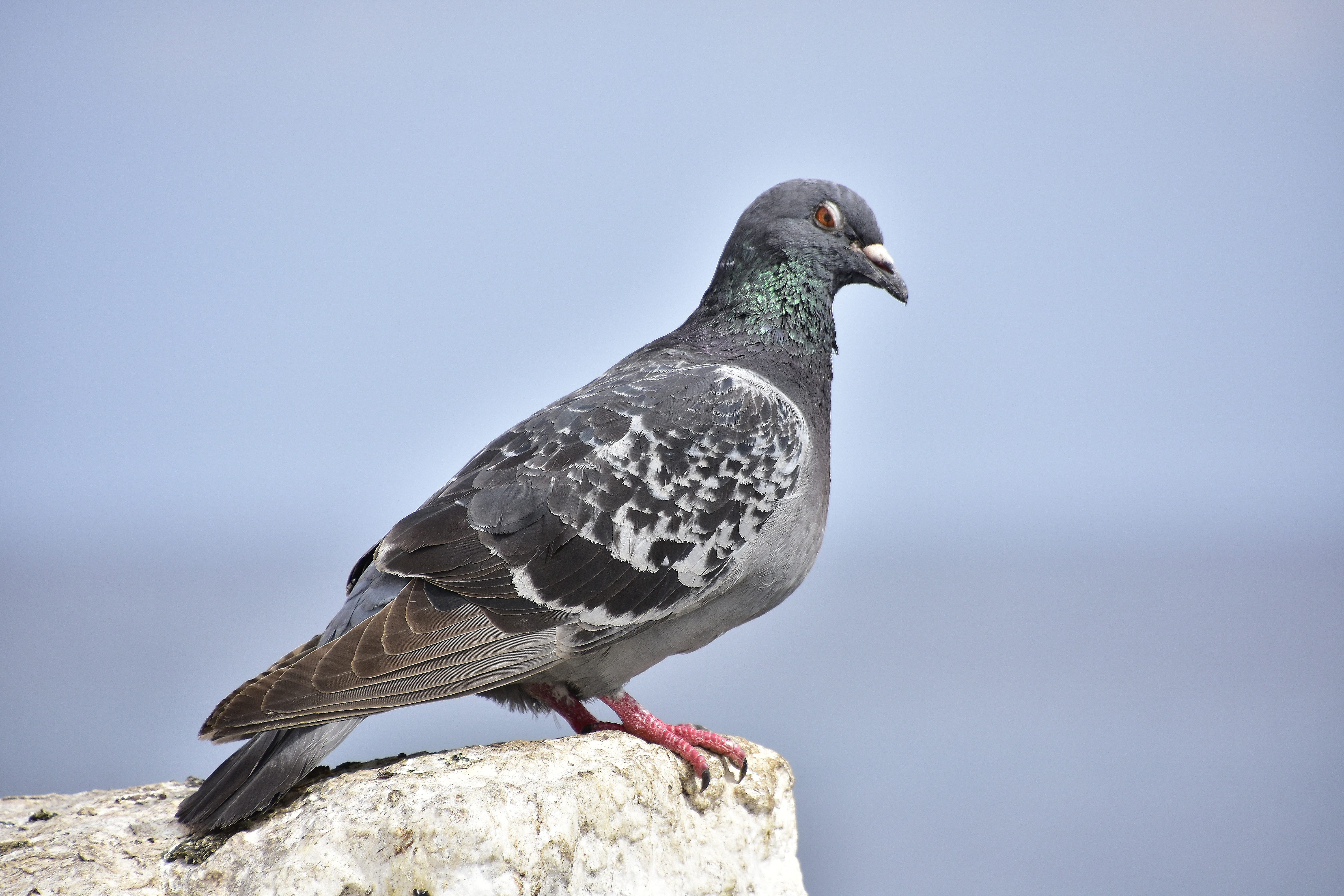 animal wildlife, close-up, no people, focus on foreground, one animal, perching, animals in the wild, paloma, vertebrate, nature, dove - bird, day, side view, HD Wallpaper