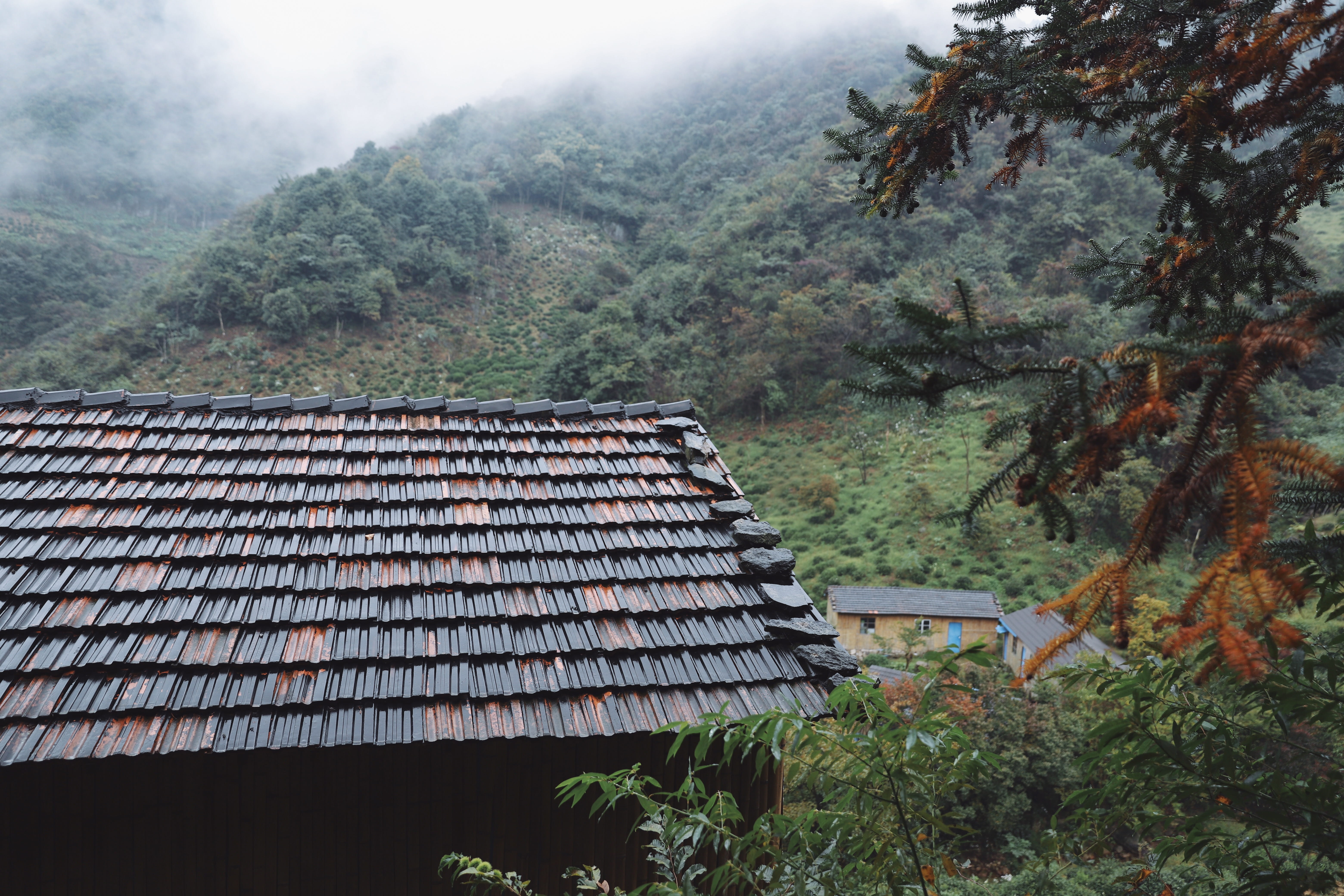 fog, building exterior, high angle view, bush, building, photo, no people, nature, roof, built structure, mountain, pine, forest, vegetation, growth, scenery, HD Wallpaper