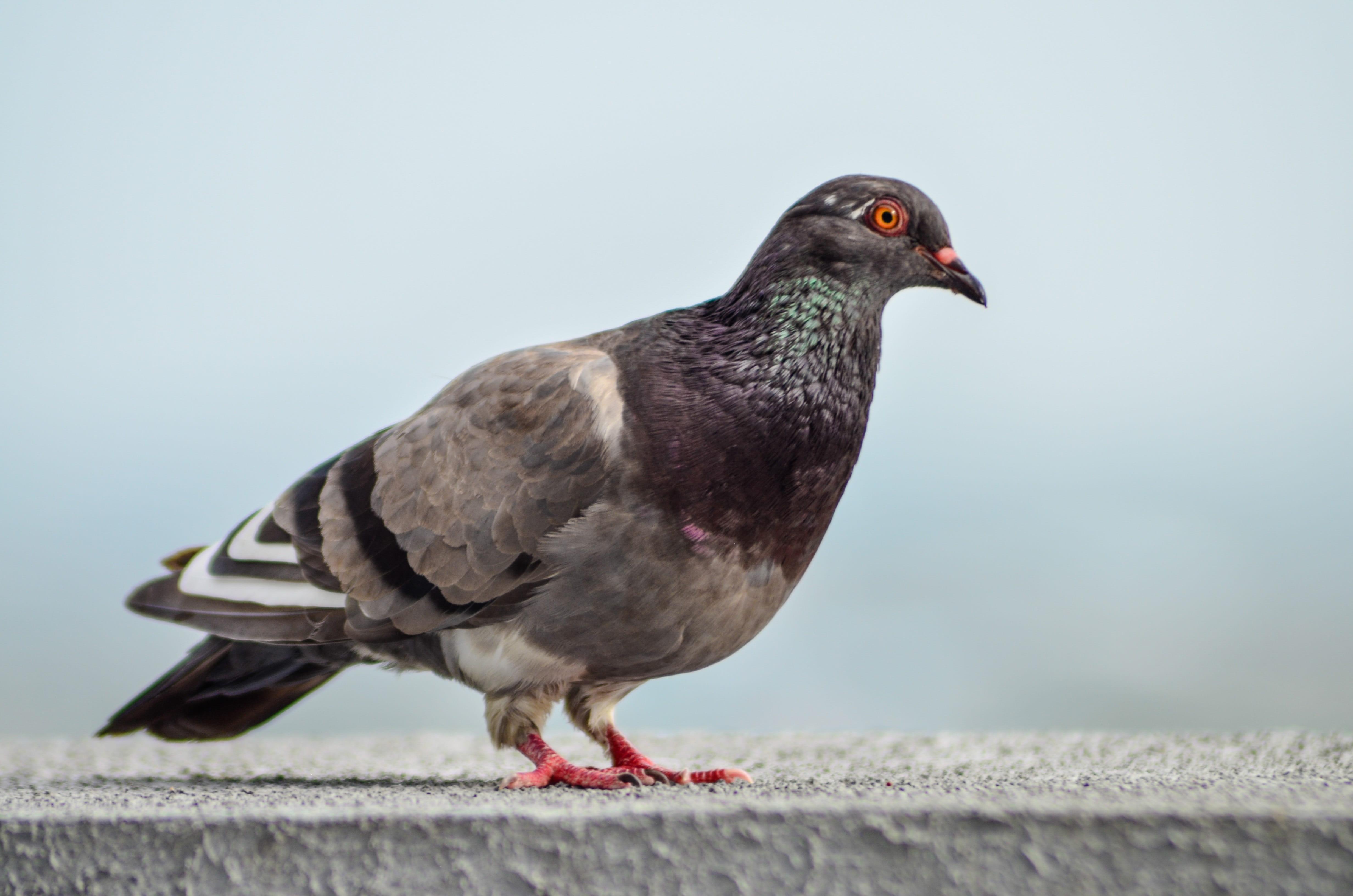 animal, birds, profile view, railing, wing, 4K, perching, vertebrate, focus on foreground, full length, paloma, day, close-up, wings, pigeon, no people, HD Wallpaper