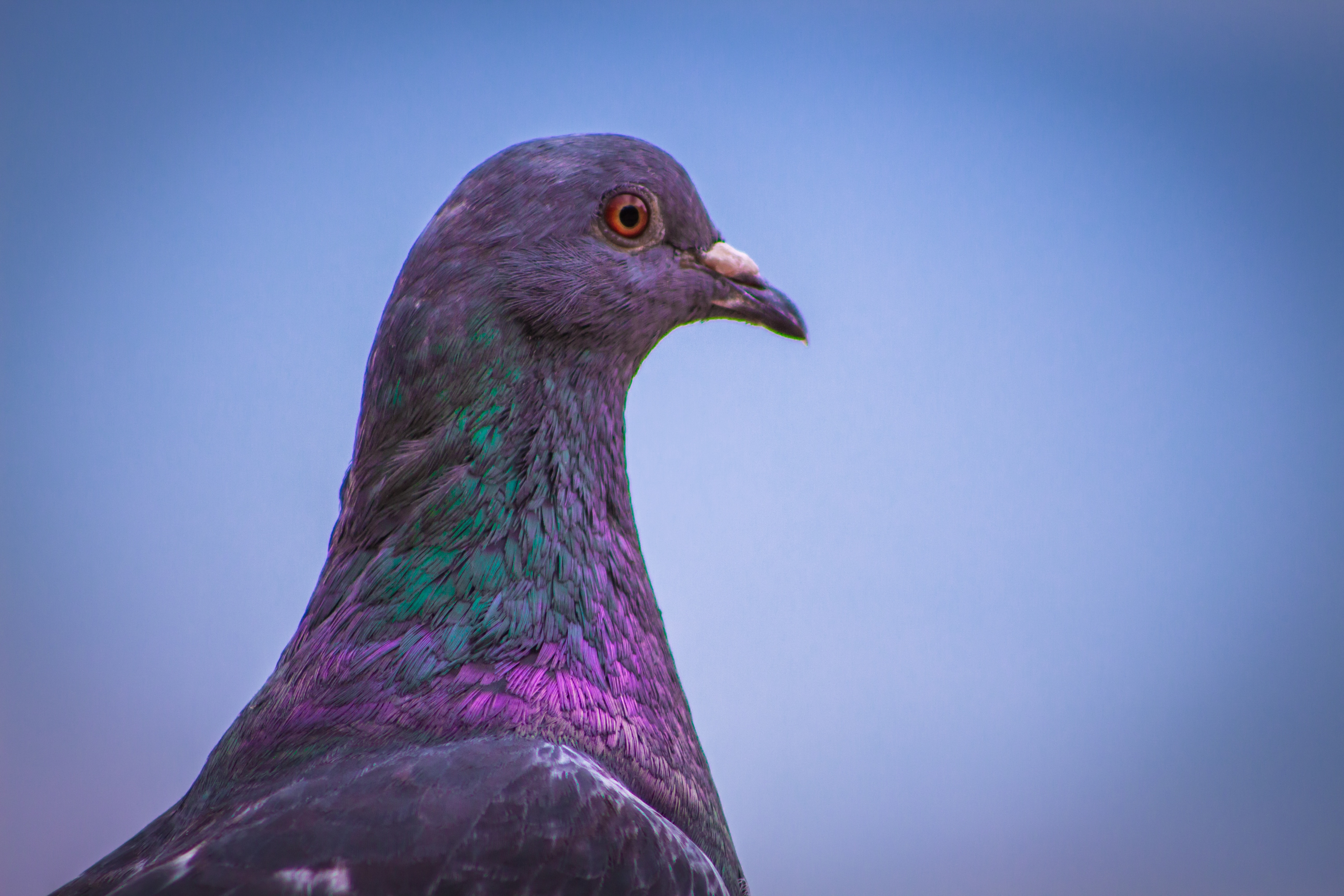 city, paloma, animals in the wild, wildlife, wild, vertebrate, nature, plumage, dove, animal, profile view, south, blue, animal head, animal wildlife, one animal, HD Wallpaper
