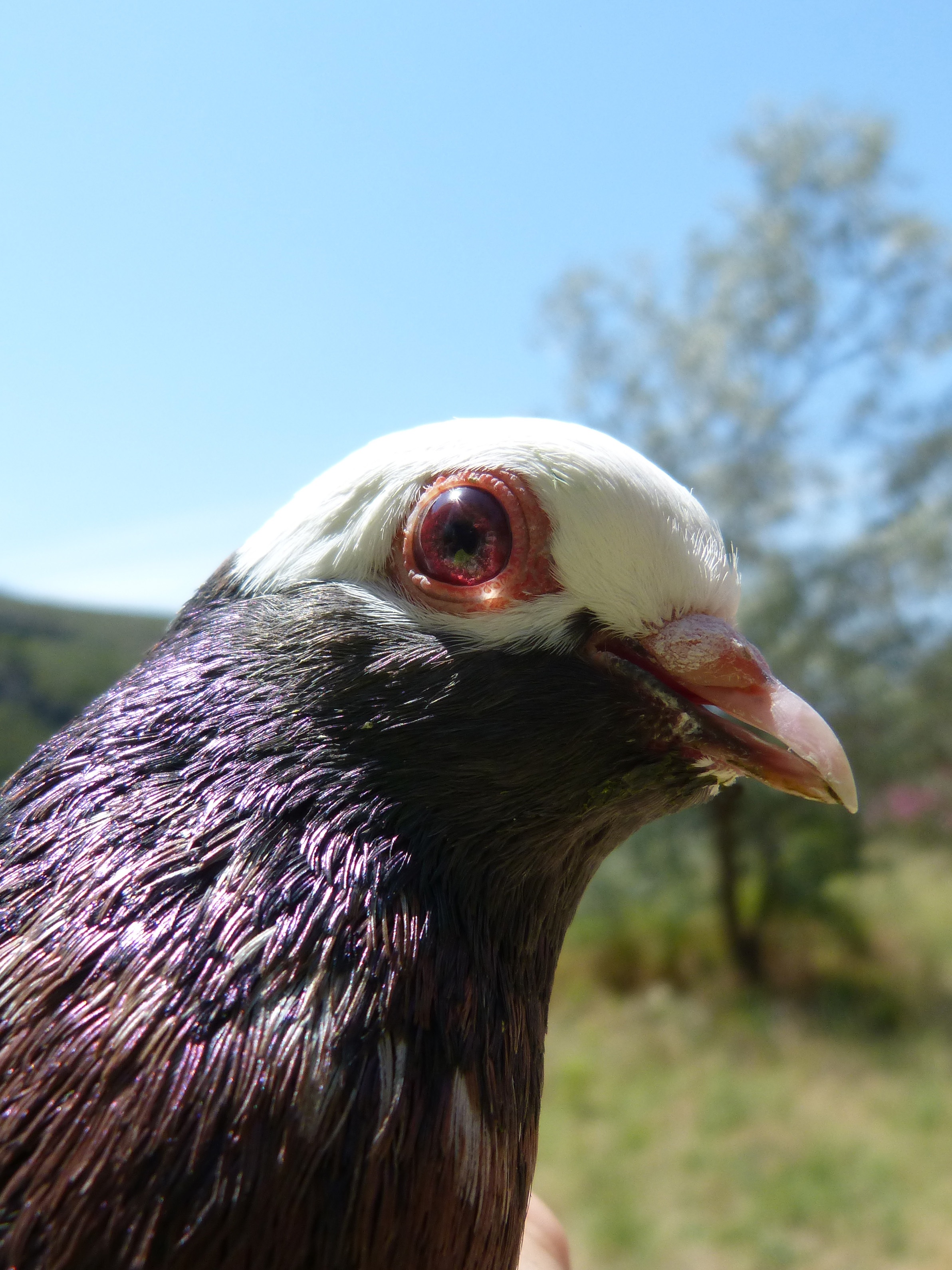 eye, animal wildlife, sky, close-up, beak, animals in the wild, bird of prey, vertebrate, outdoors, animal, breeding, vol catalan colom, one animal, pigeon racing, Phone HD Wallpaper