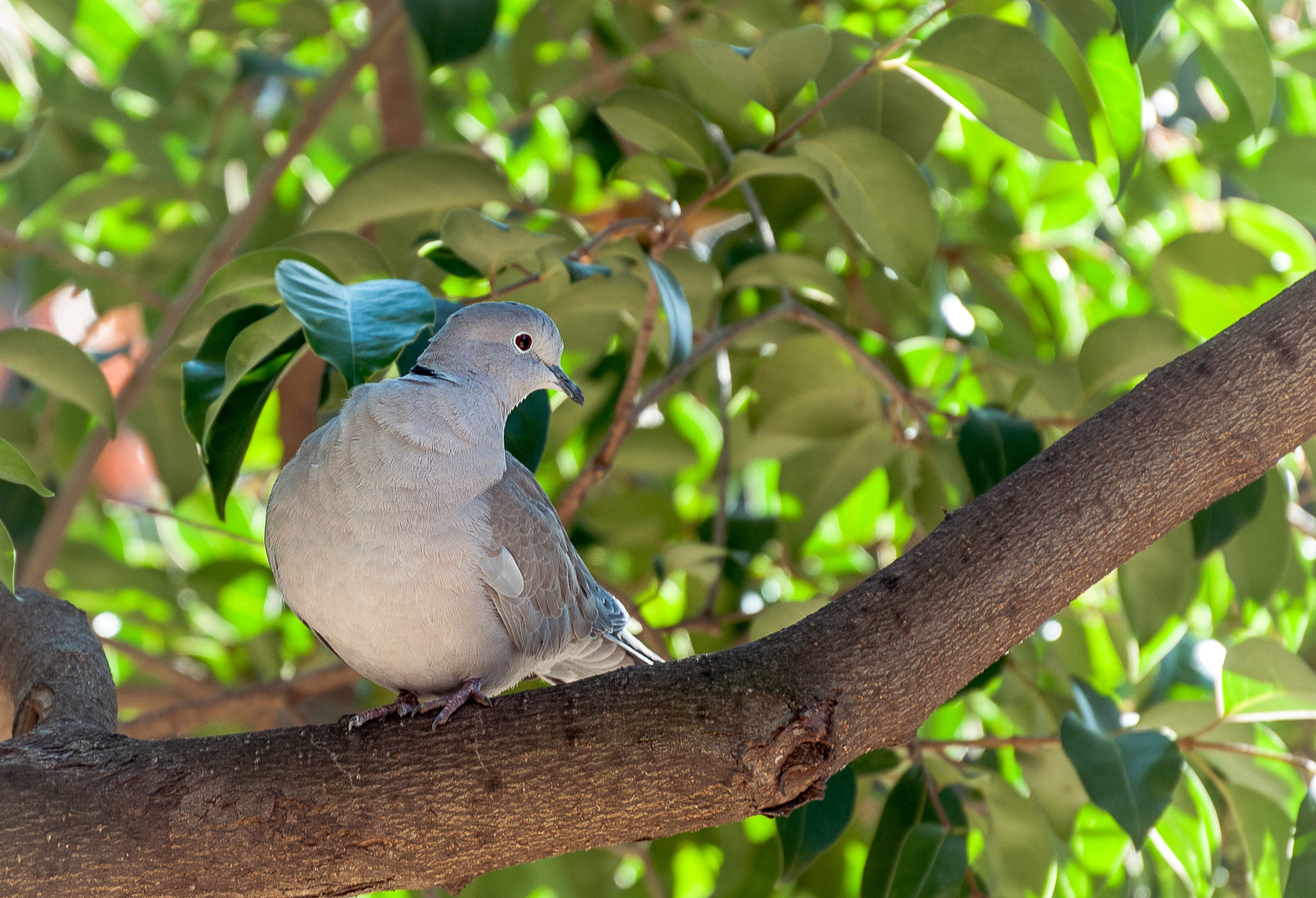 birds, paloma, beauty in nature, Ave, animals in the wild, one animal, nature, day, outdoors, plant, perching, leaf, wildlife, feathers, beak, branch, animal themes, HD Wallpaper