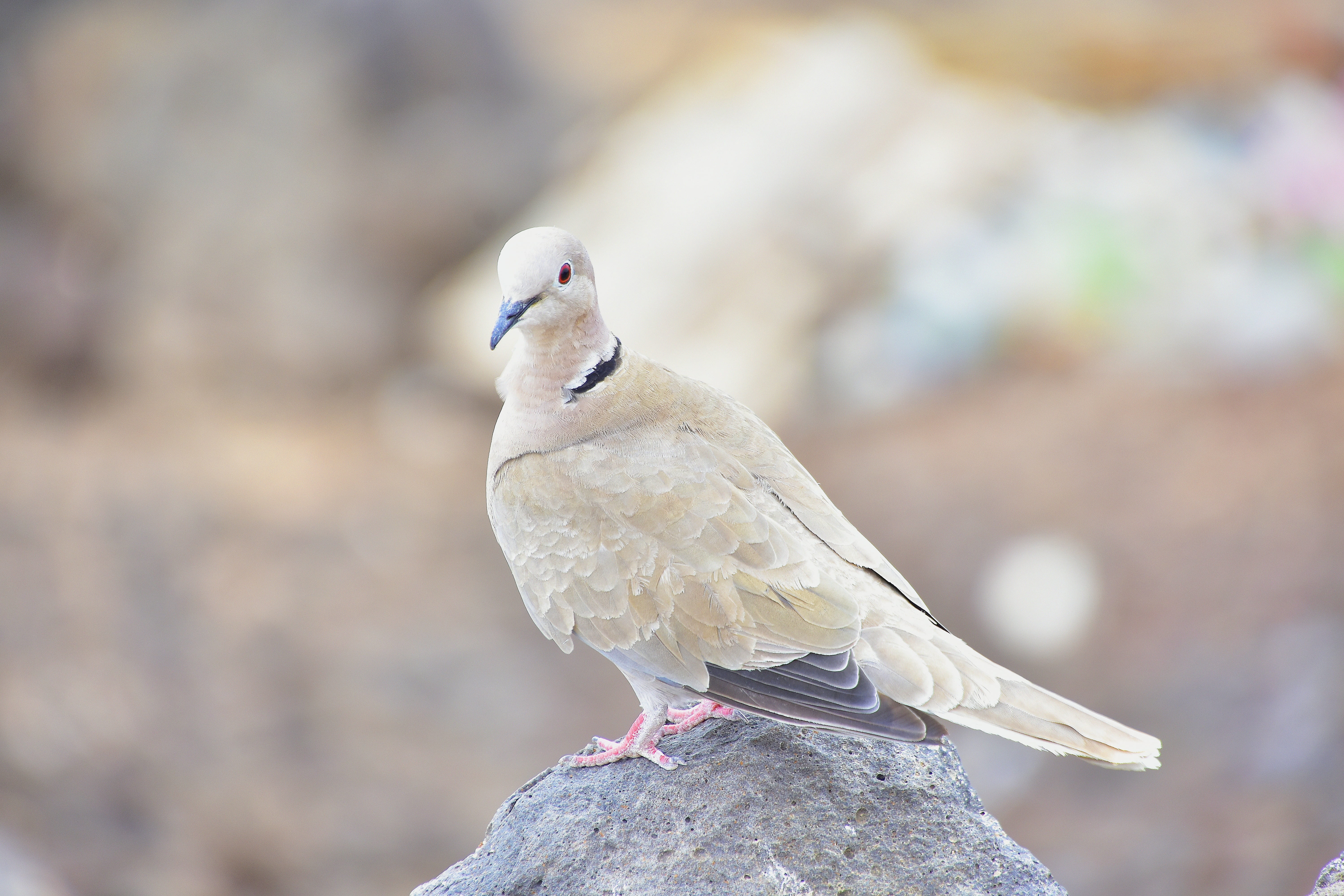 silver colored, ave, full length, one animal, solid, mourning dove, nature, bird, animals in the wild, no people, perching, animal wildlife, day, profile view, HD Wallpaper