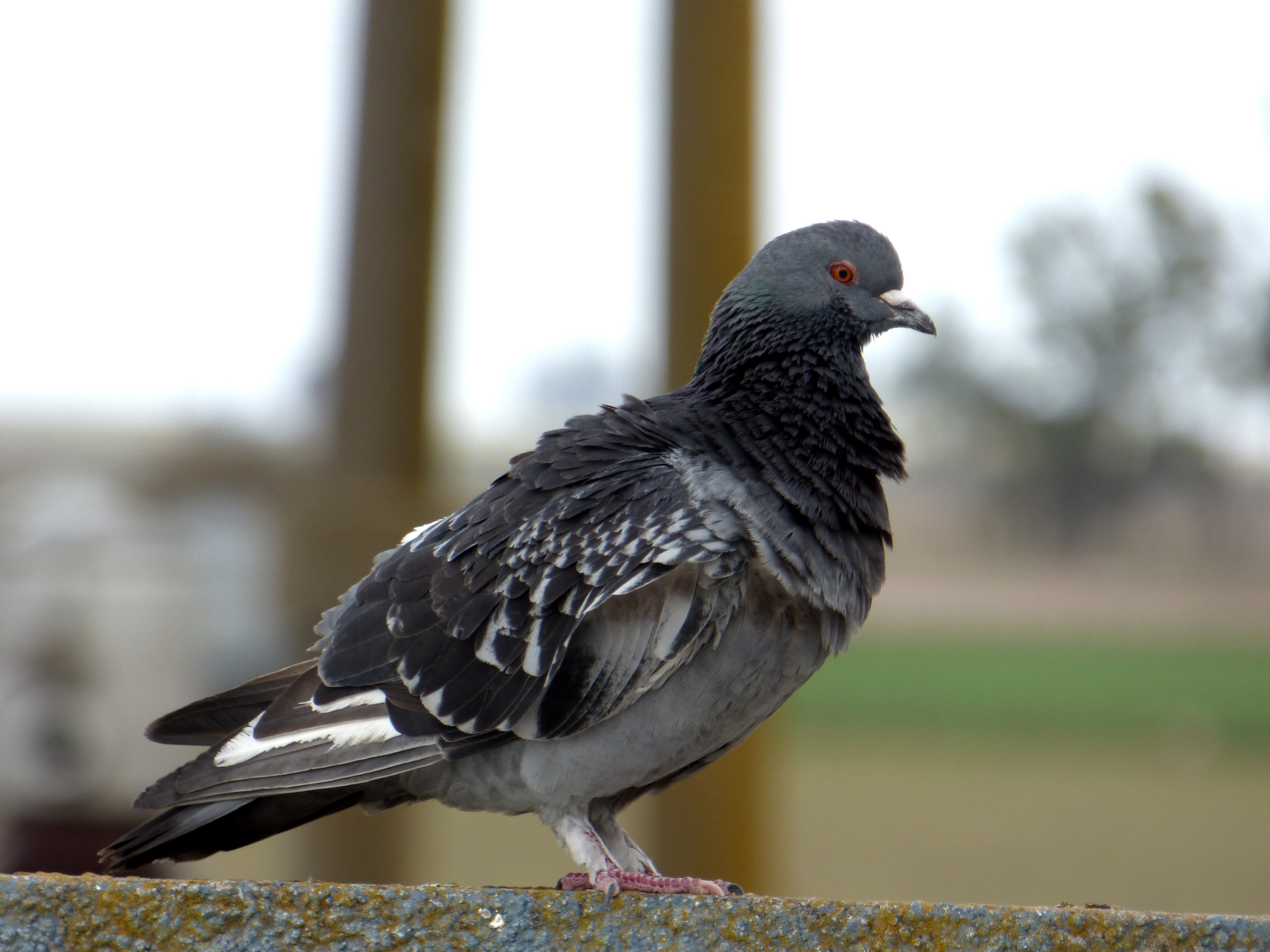 animal, animal wildlife, pigeon, side view, full length, nature, perching, feather, animal themes, black color, day, no people, paloma, bird, ave, 4K, HD Wallpaper