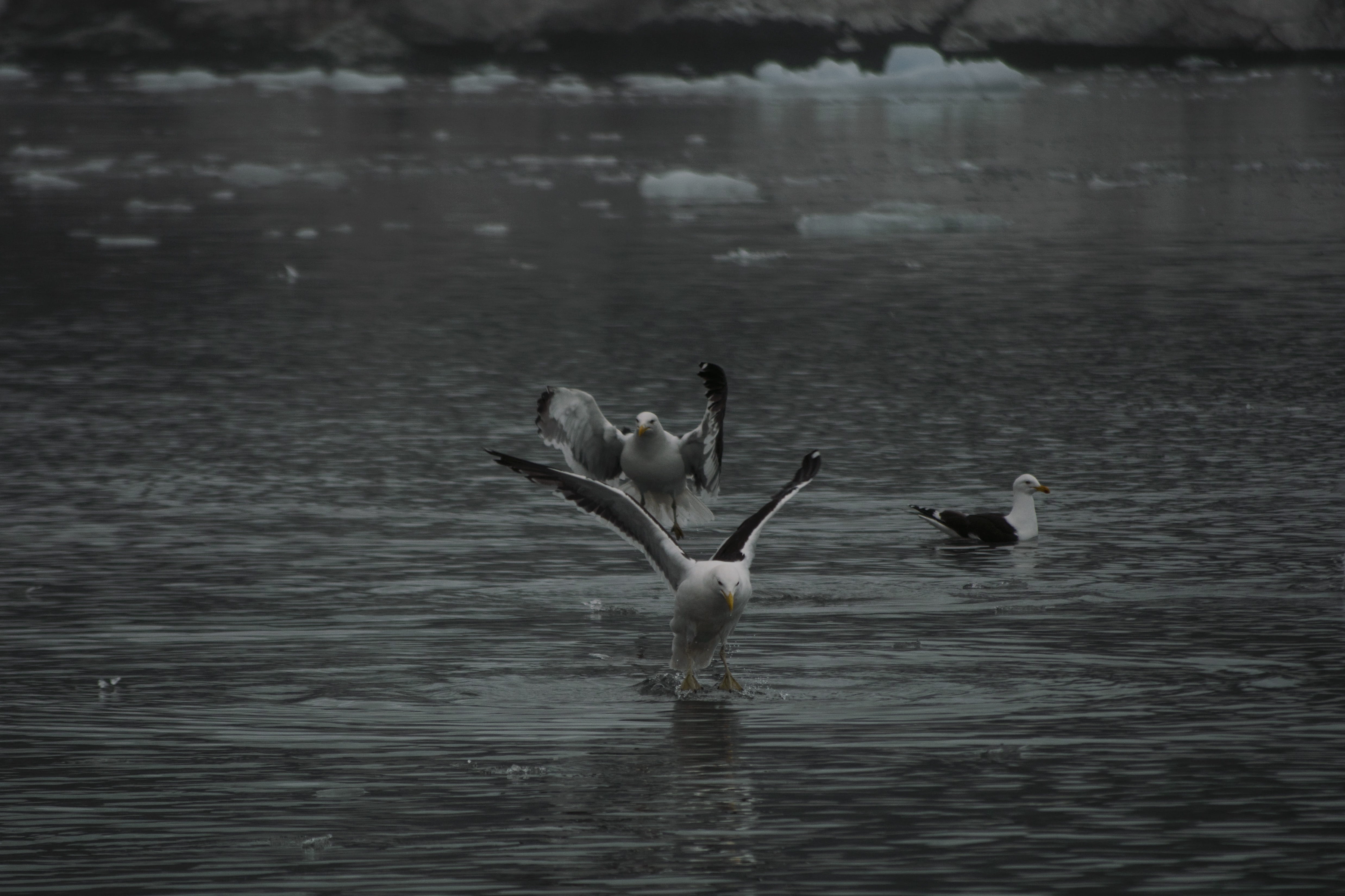 ice, rubble, sea, animal themes, peak, dom, water bird, ocean, birds, bird, group of animals, flight, fly, beauty in nature, black and white, antarctica, HD Wallpaper