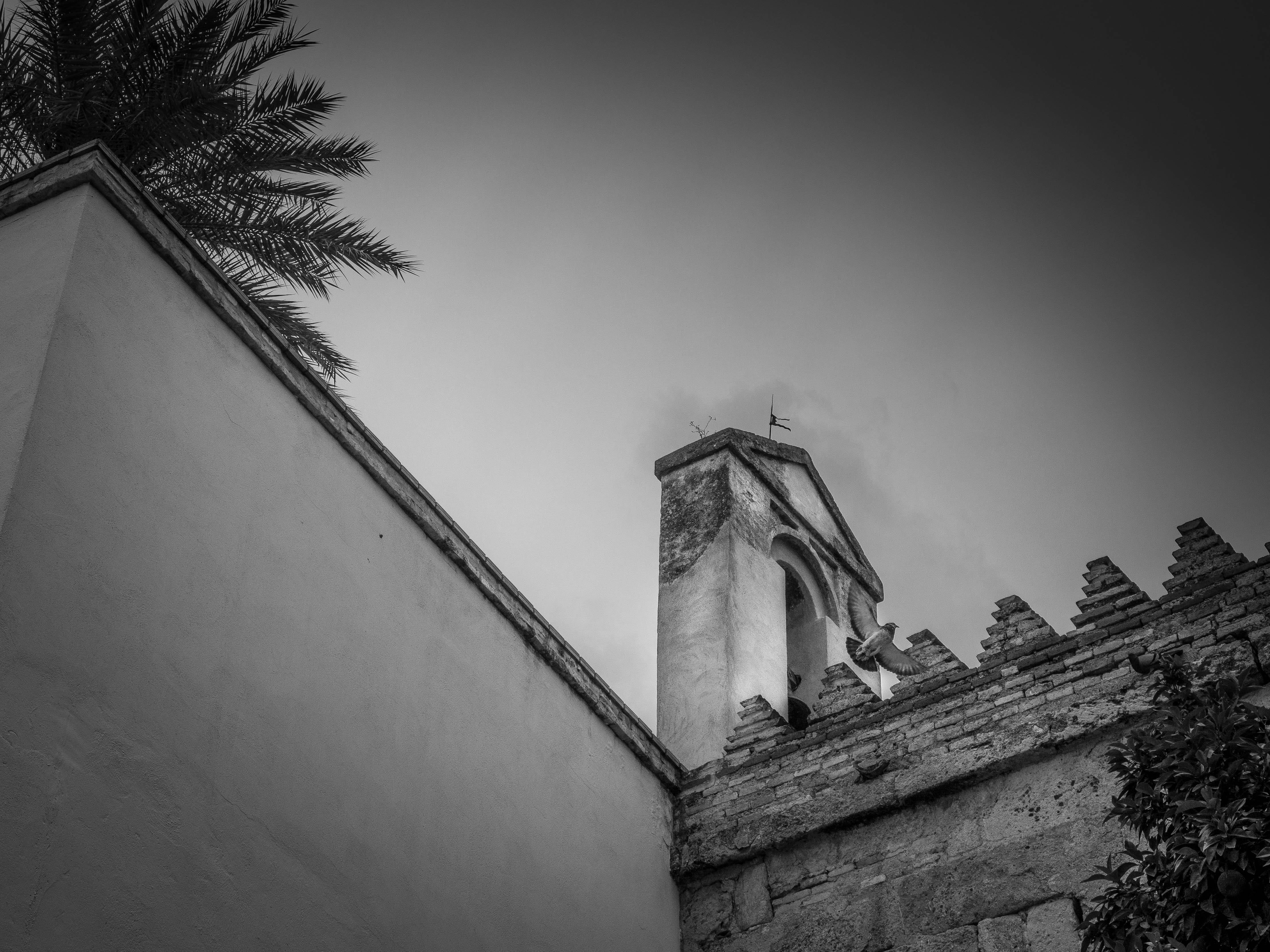 paloma, tilt, architecture, black and white, the past, plant, tower, building exterior, 4K, copy space, history, low angle view, wall - building feature, HD Wallpaper
