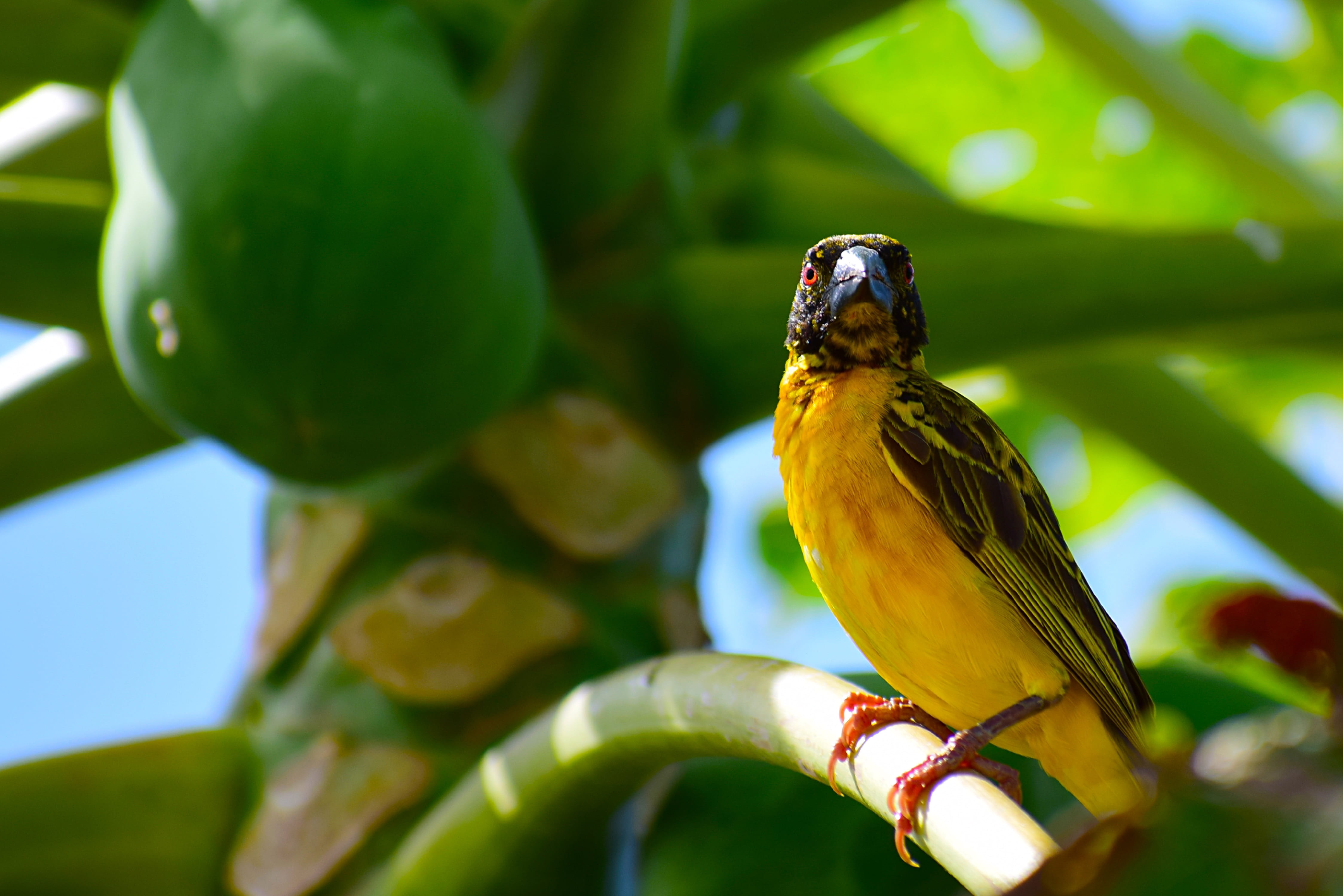 pen, selective focus, green color, flight, plant part, wing, peak, tree, perching, paloma, ave, one animal, animals in the wild, vertebrate, 4K, animal wildlife, HD Wallpaper