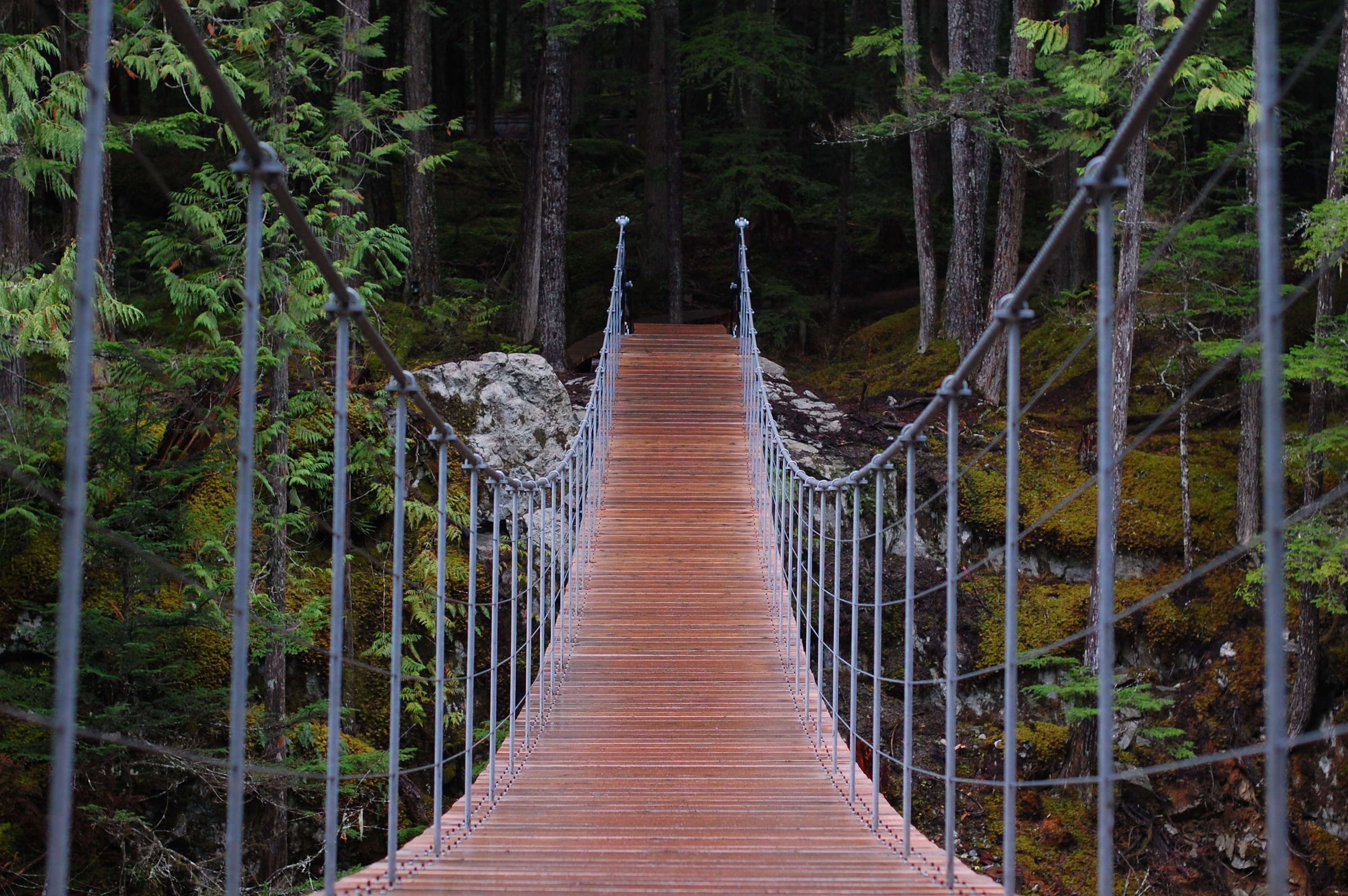 cool, the way forward, bridge - man made structure, brown, plant, tree, no people, bridge, hanging, connection, tranquility, hike, scenics, land, gray, HD Wallpaper