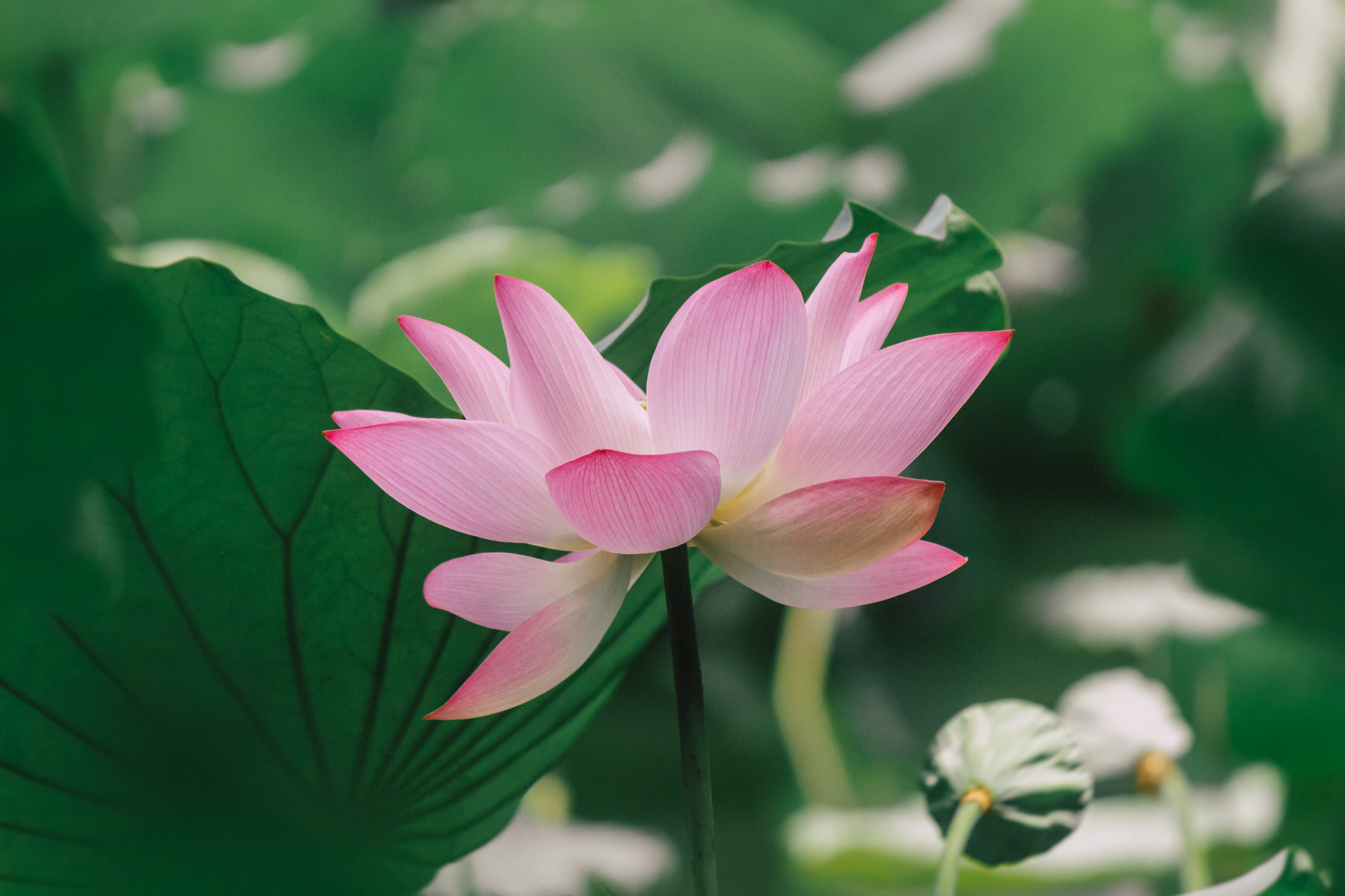 plant part, pond, summer, lake, freshness, no people, inflorescence, water lily, petal, lotus, leaf, growth, greenery, plant, fragility, flowering plant, HD Wallpaper