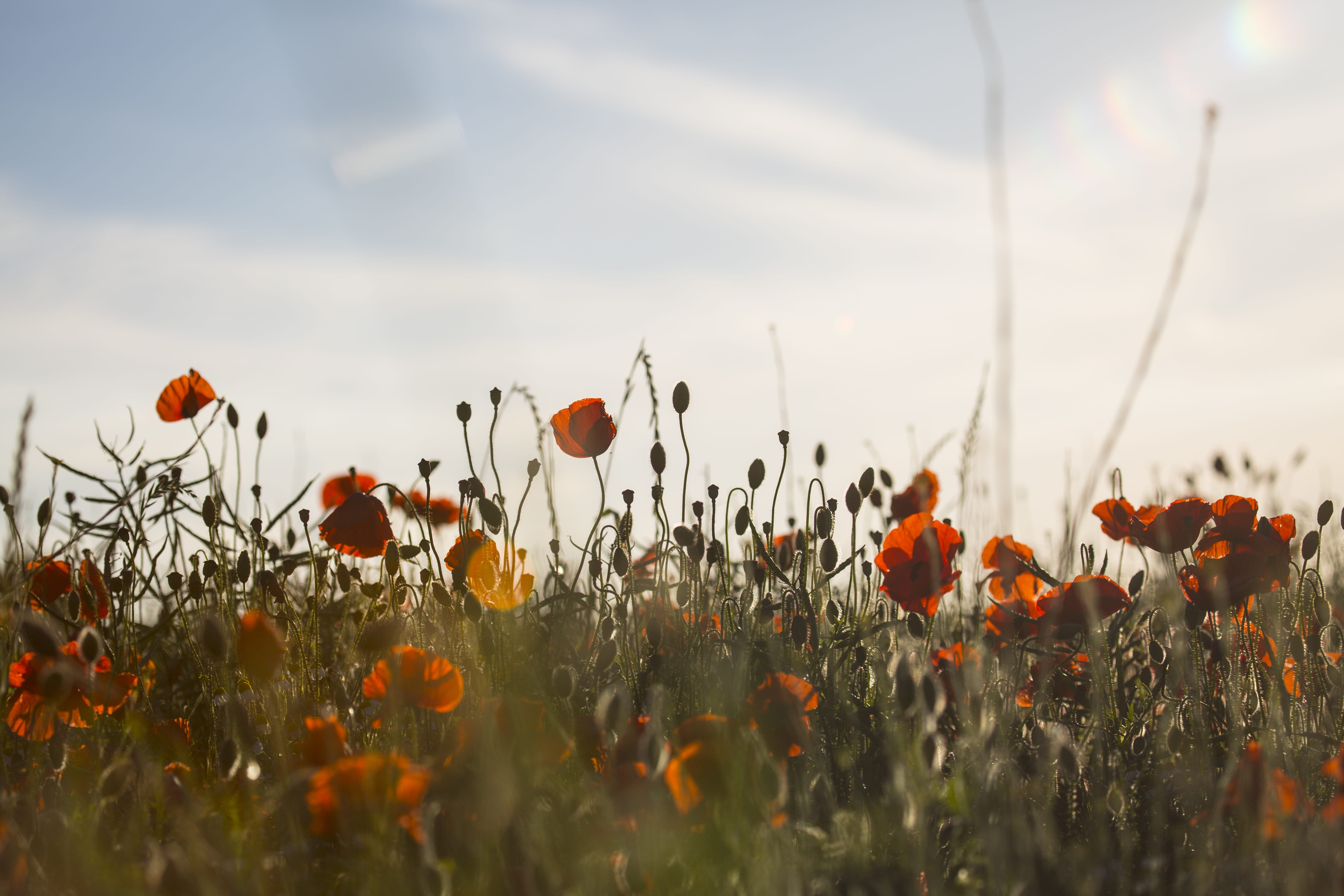 plant, nature, land, filed with flowers, orange, outdoors, red flower, vulnerability, summery, summer vibe, 5K, petal, filed, bird, no people, close-up, HD Wallpaper