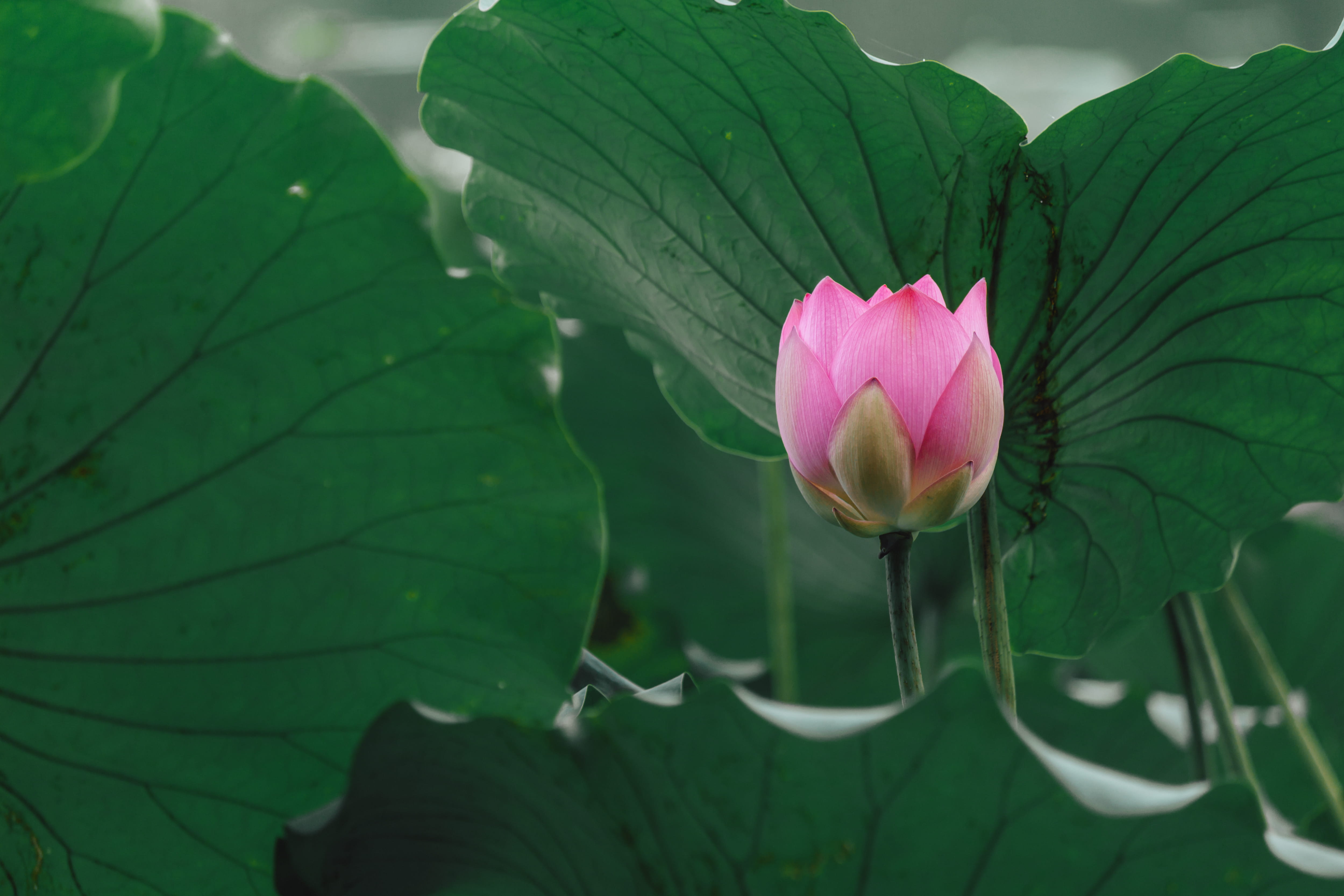 4K, fragility, plant part, greenery, green, plant, flowering plant, flower, summer vibes, freshness, focus on foreground, petal, no people, pink color, HD Wallpaper