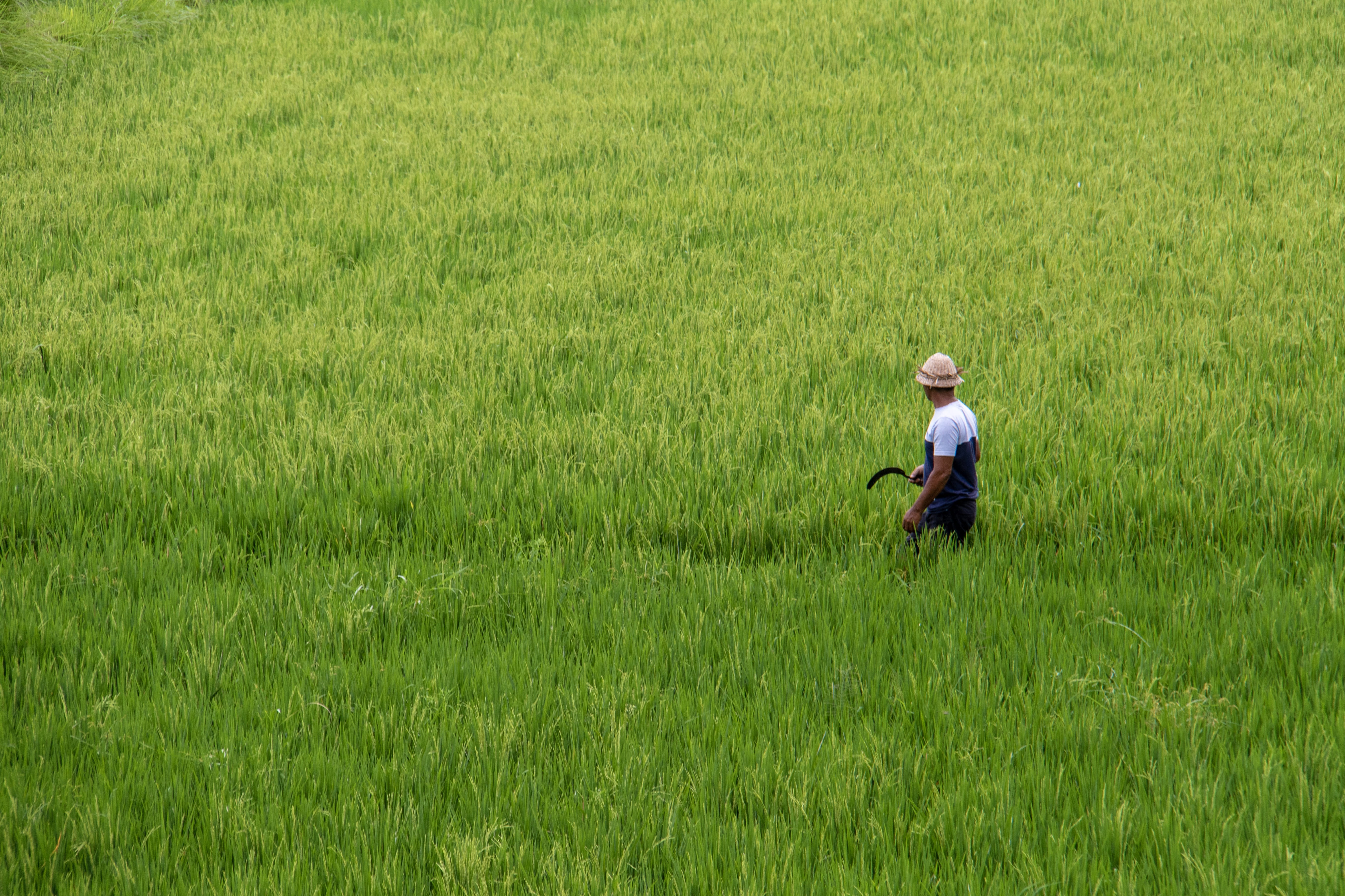 5K, farmer, outdoors, green color, vegetation, field, adult, tree, plant, grass, human, nature, beauty in nature, farm, holding, environment, day, growth, HD Wallpaper