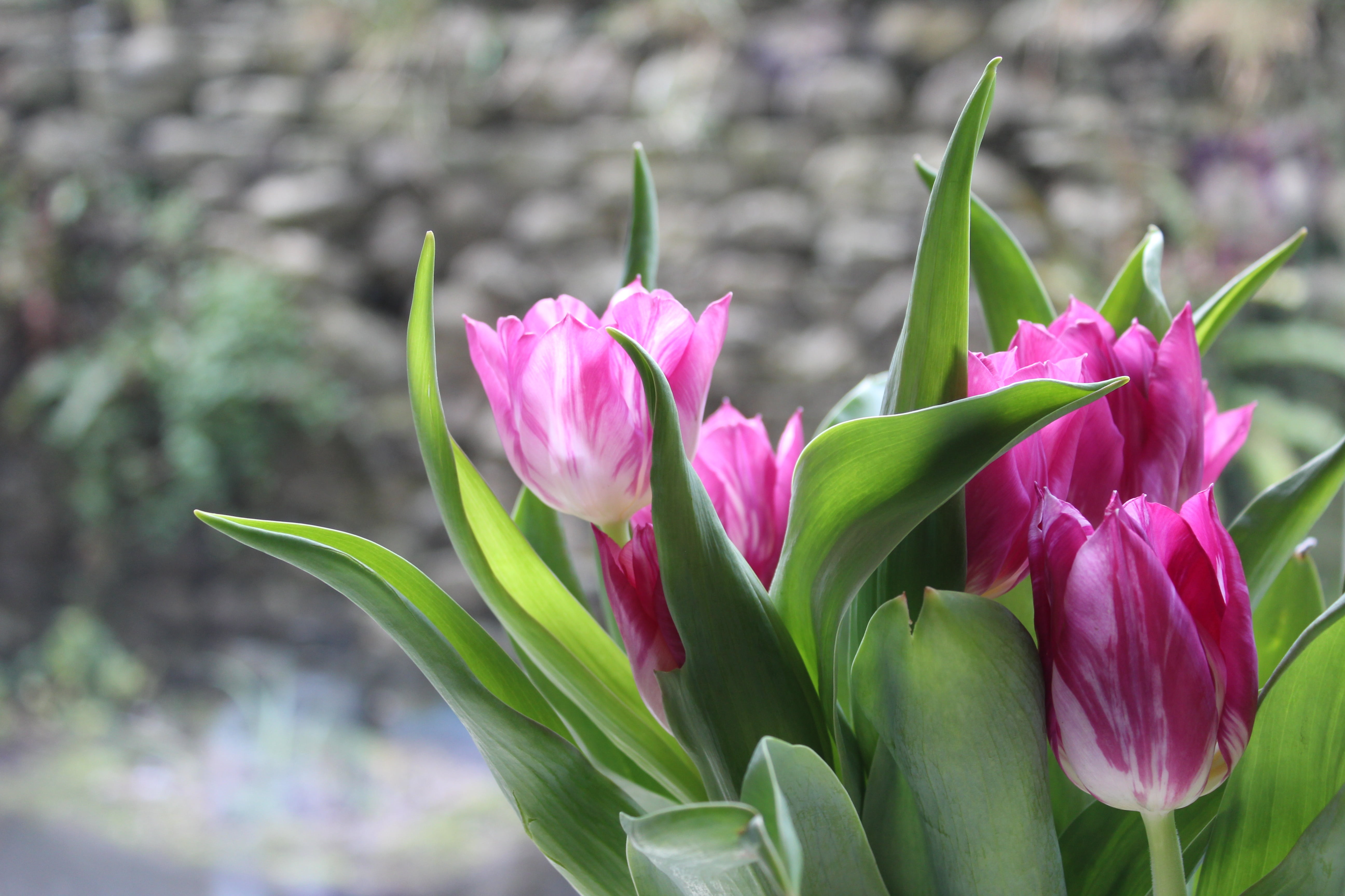 tulip, natural, tulips, day, purple, plant part, nature, decoration, inflorescence, vulnerability, petaled, green, petal, season, no people, growth, close-up, HD Wallpaper