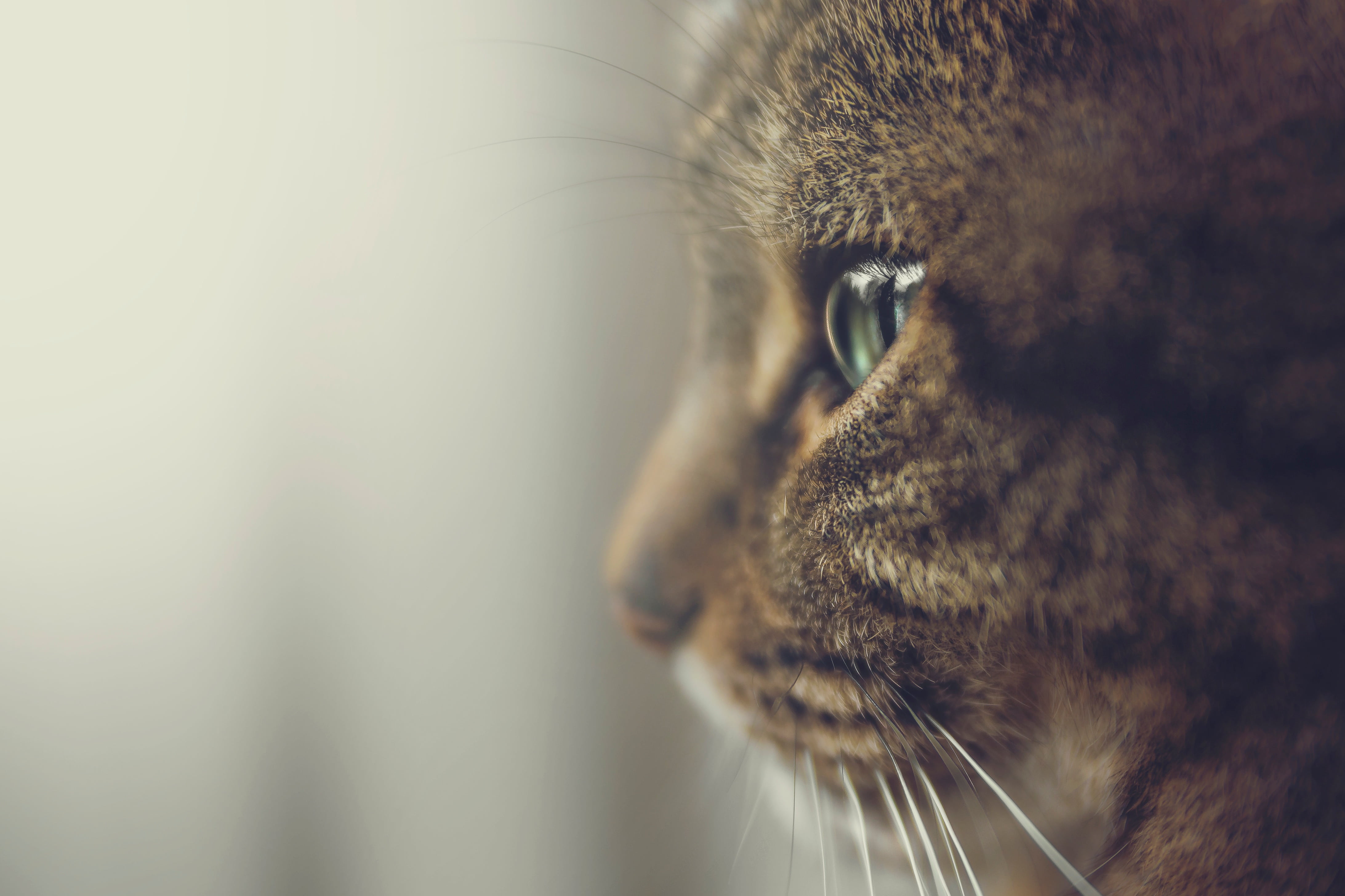 pets, relaxation, animal body part, one animal, adult, one person, s, mammal, domestic cat, one man only, eyelash, no people, brown, animal mouth, close, HD Wallpaper