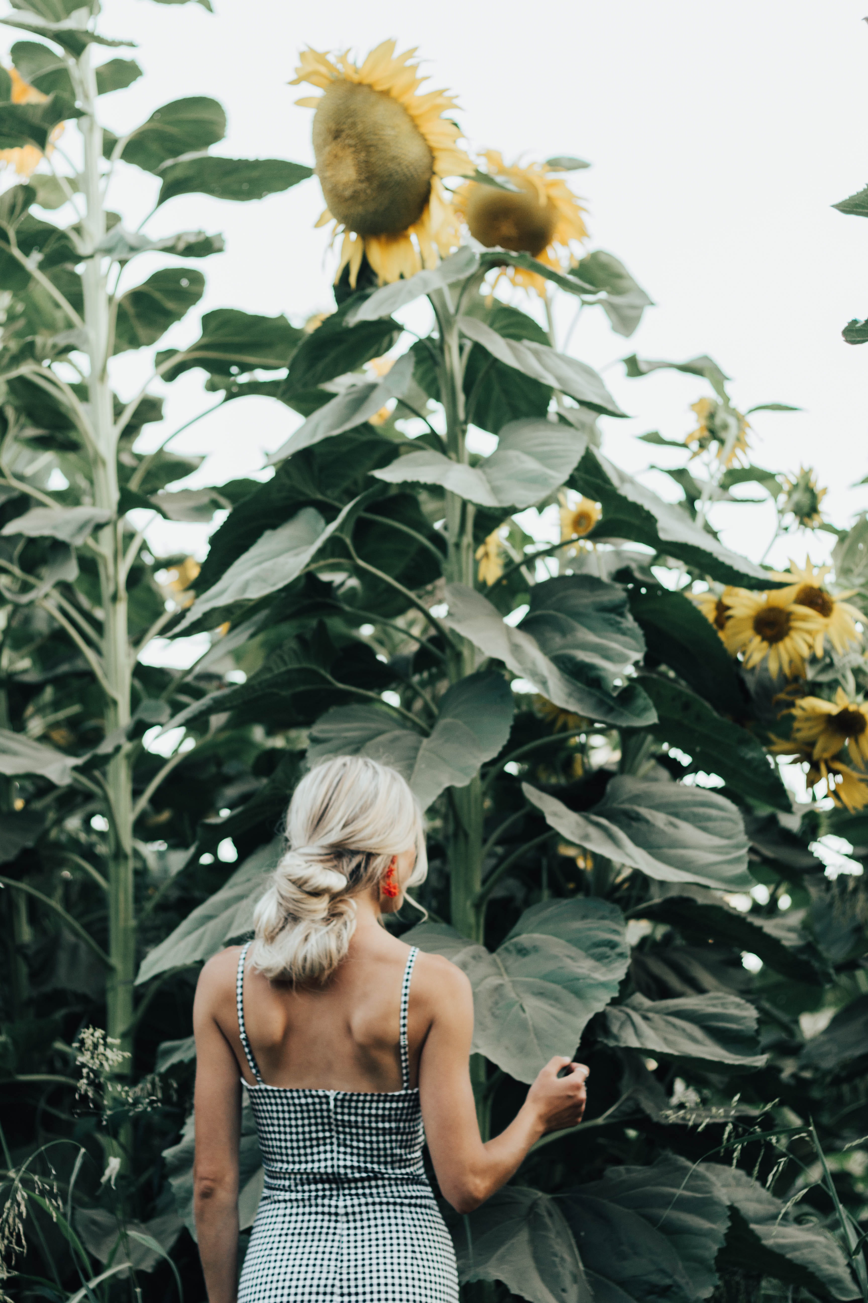 facing east, blonde, fashion, plant, dress, leisure activity, women, sunflower field, summer, plaid, adult, day, nature, faceless, plant part, looking away, Phone HD Wallpaper