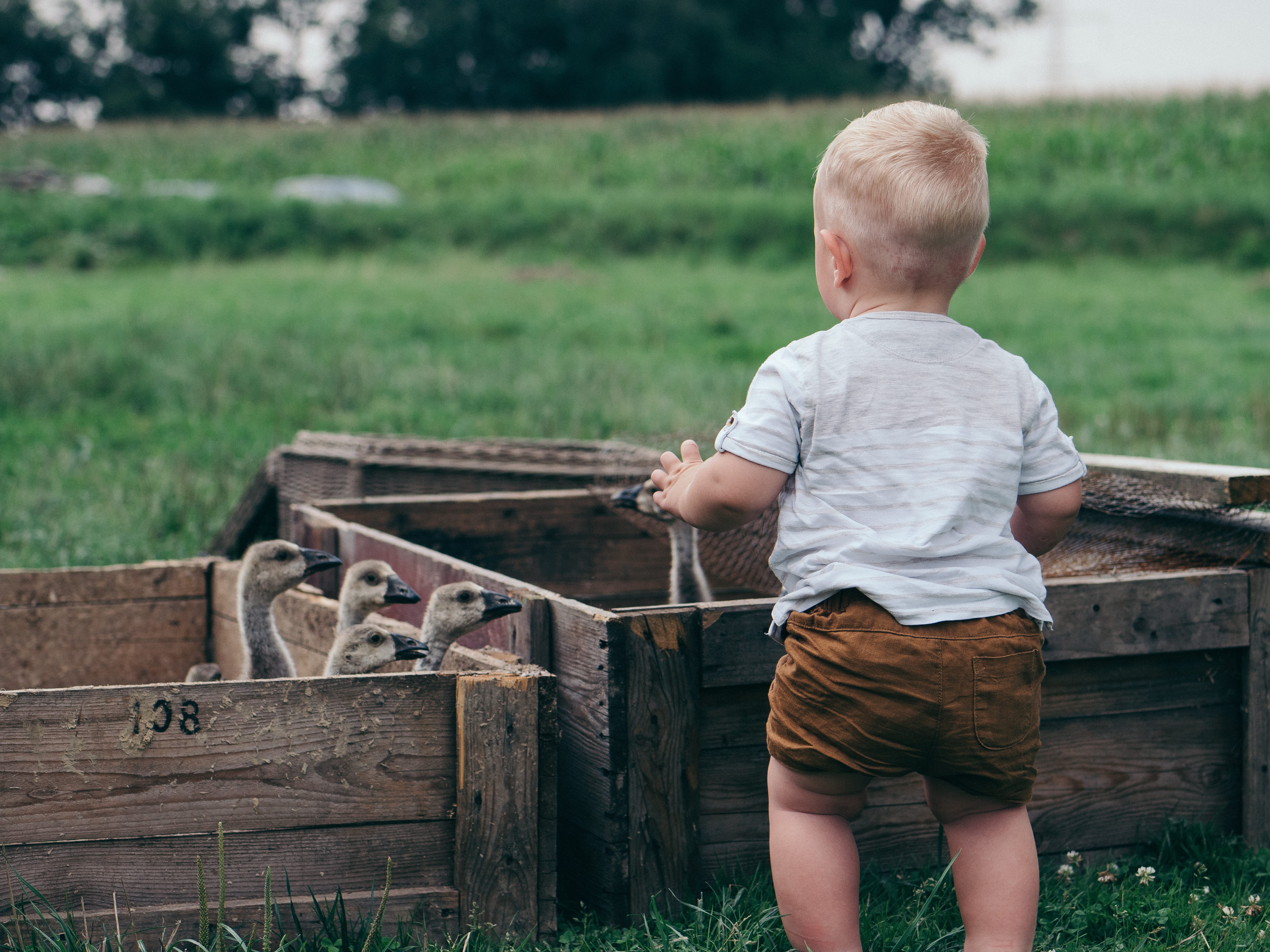 blond Hair, field, toddler, outdoors, smiling, grass, baby goose, wood - Material, small, cute, country side, portrait, front, boy, playing, agriculture, HD Wallpaper
