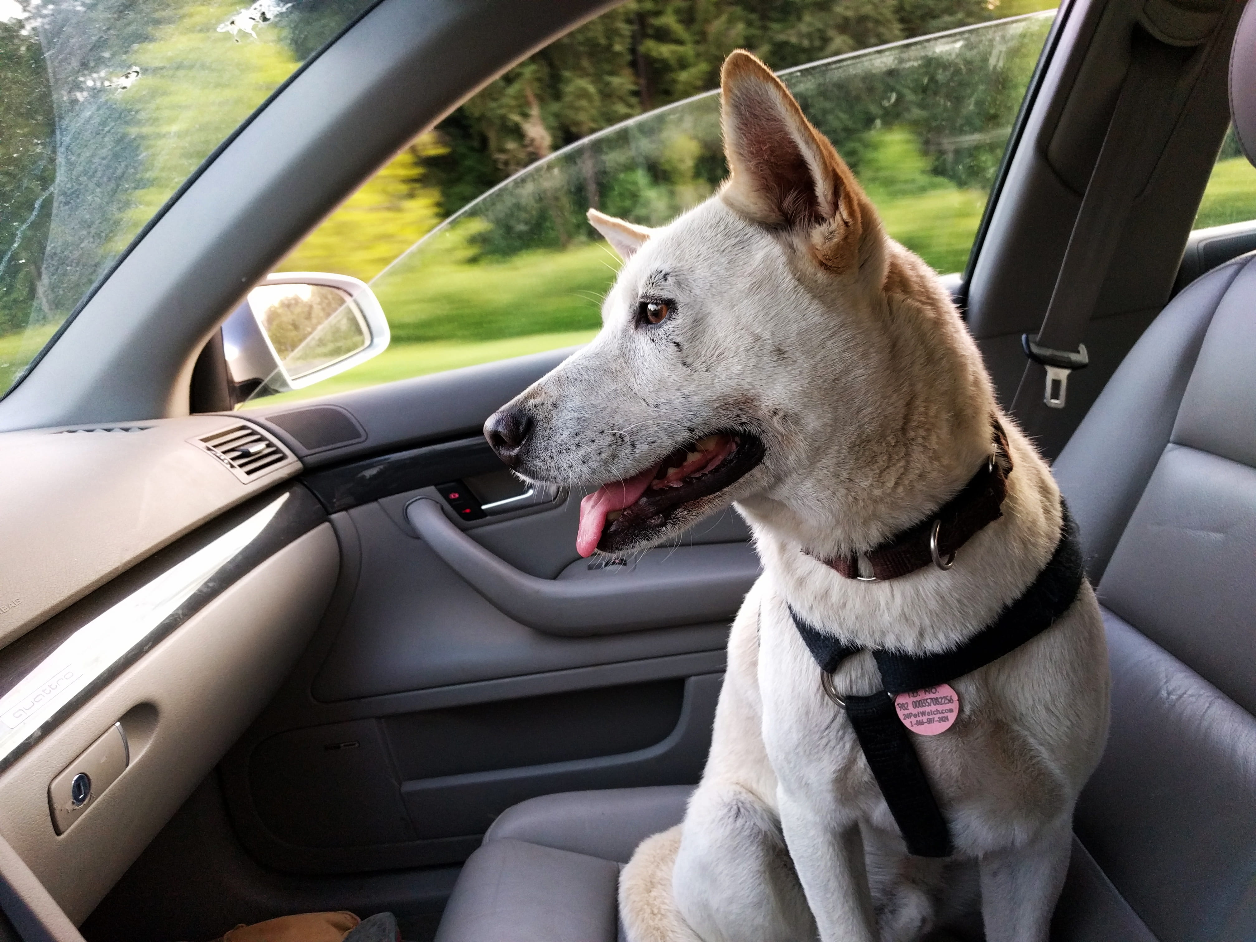 sitting, 4K, white, domestic animals, panting, transportation, pup, Dog, seating, trip, copilot, animal themes, mouth open, window, animal mouth, pets, HD Wallpaper