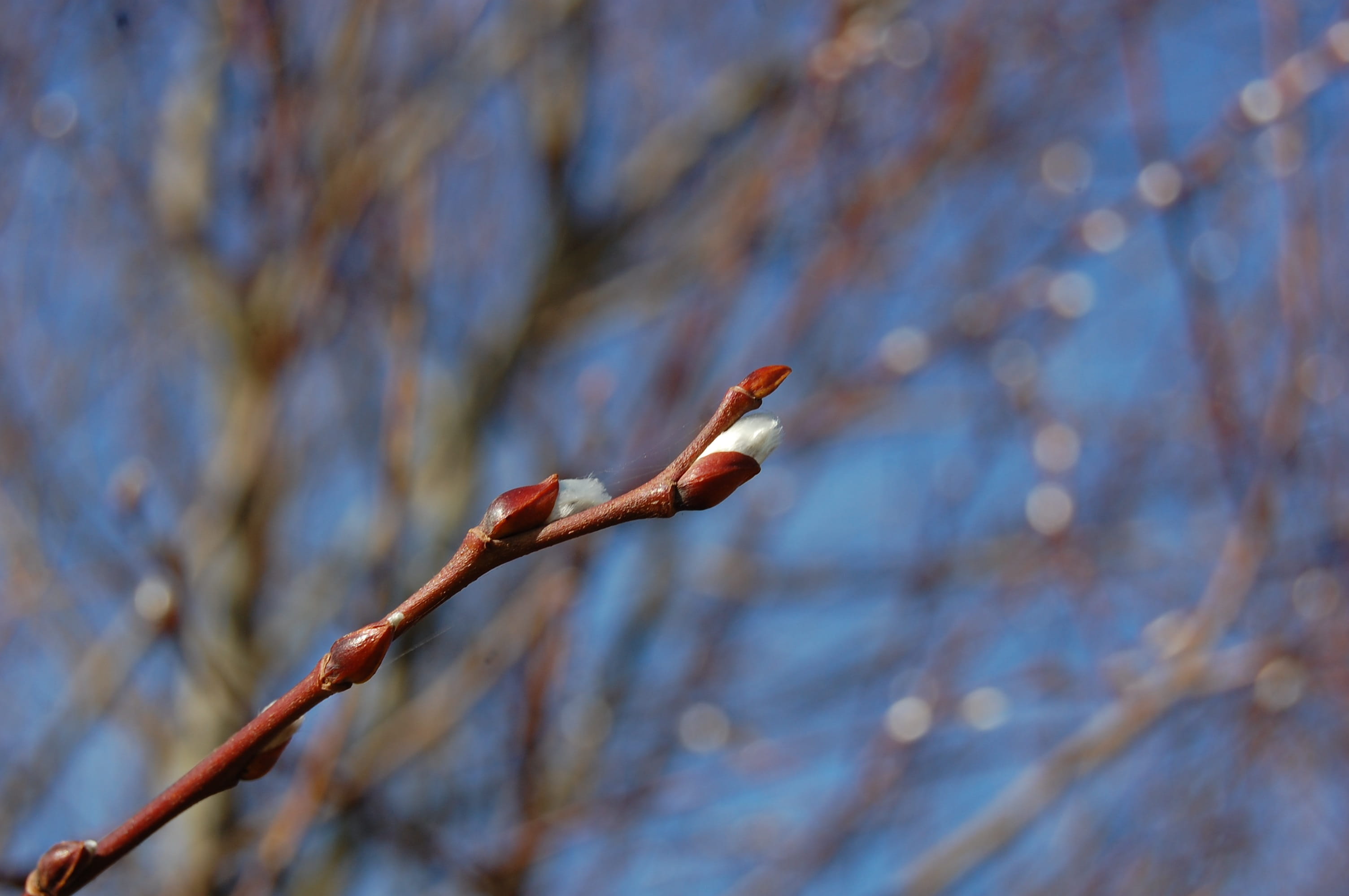 tree trunk, selective focus, 2K, tree, plant, brown, twig, nature, low angle view, spring, tranquility, focus on foreground, animal wildlife, beauty in nature, HD Wallpaper