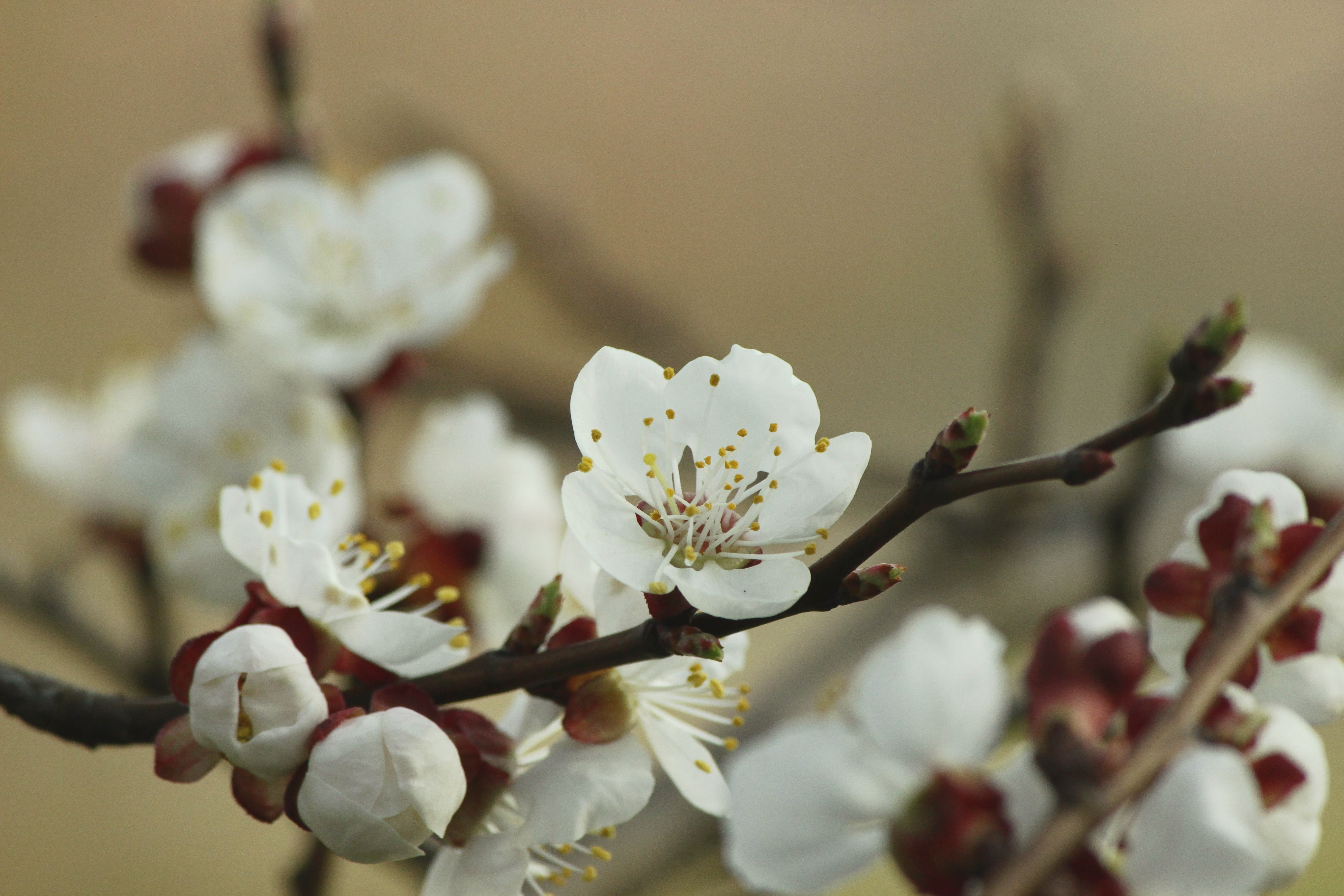 plant, cherry tree, 5K, blur, red, focus on foreground, aesthetic, spring, plum blossom, freshness, twig, beauty in nature, cherry blossom, close, bloom, HD Wallpaper