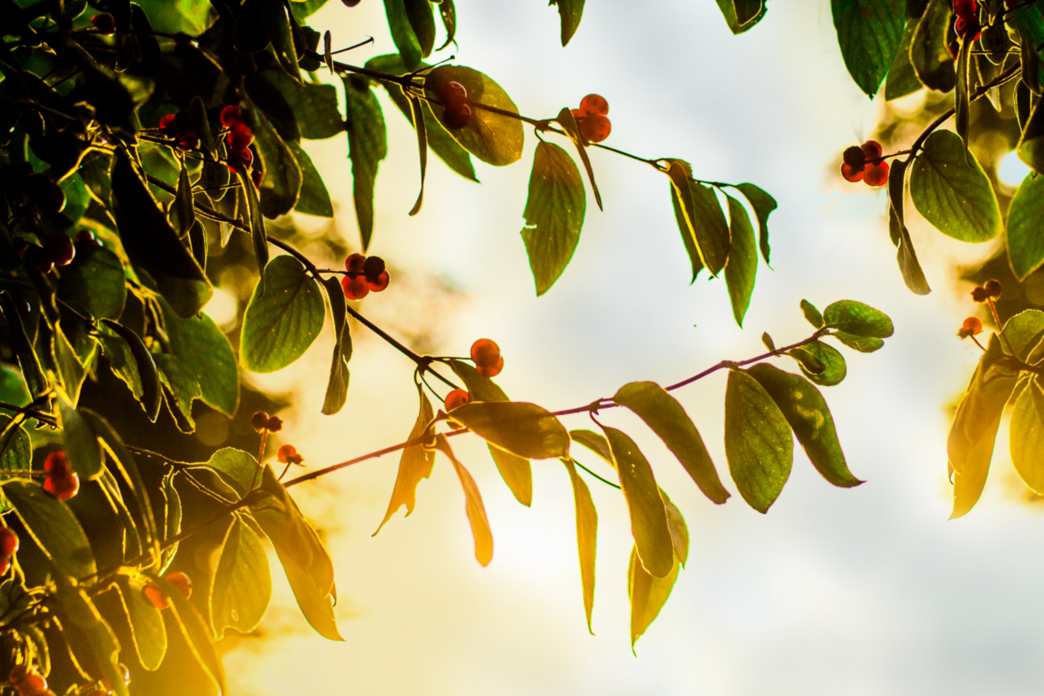 growth, evening, leaves, aesthetic, sky, nature, fruit tree, no people, fruit, sunset, plant part, leaf, green color, red, season, beauty in nature, gold, HD Wallpaper