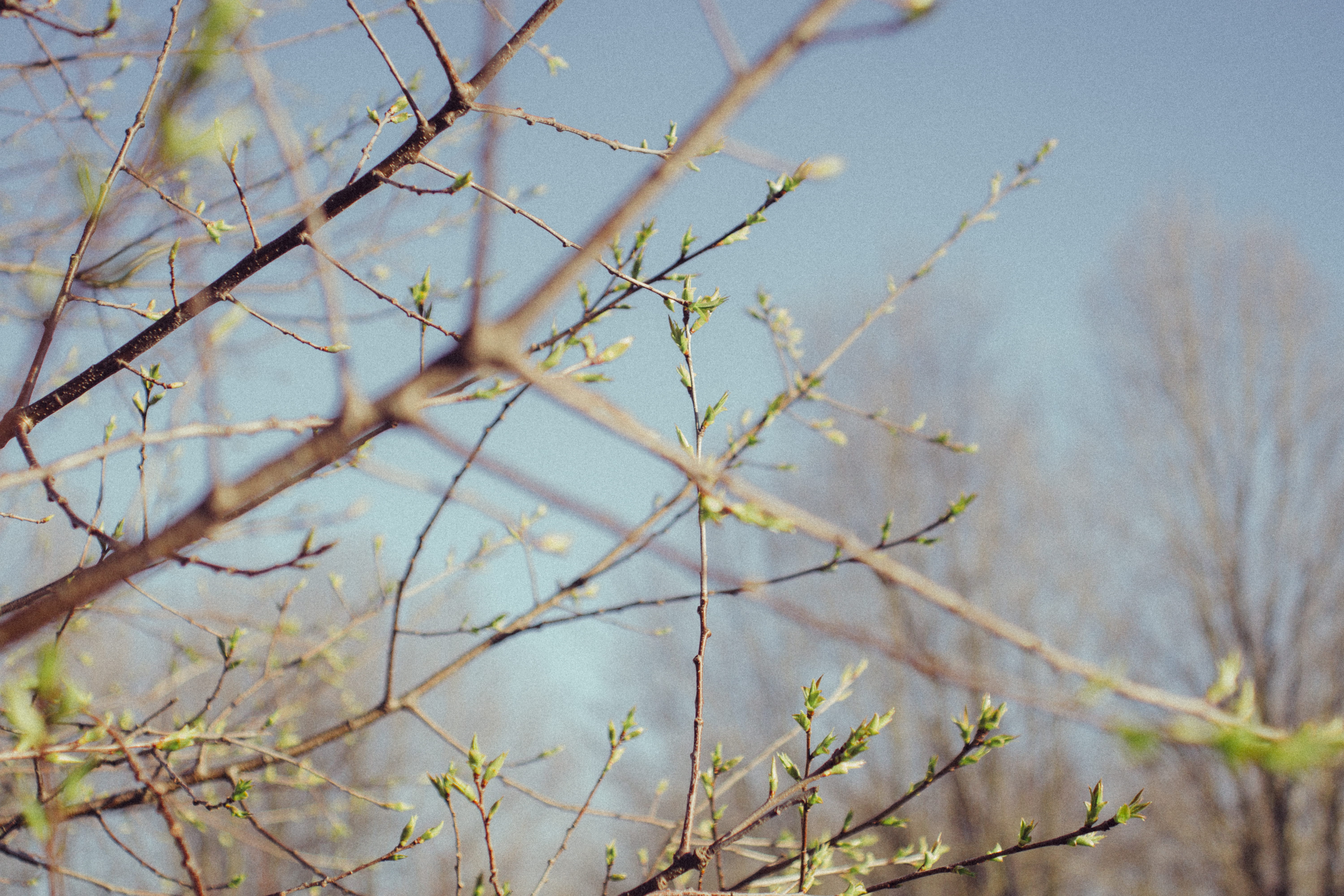 low angle view, day, spring, nature, jay, dead plant, branches, no people, animal, sky, land, outdoors, photo, tree, film, clear, close-up, grain, green, HD Wallpaper