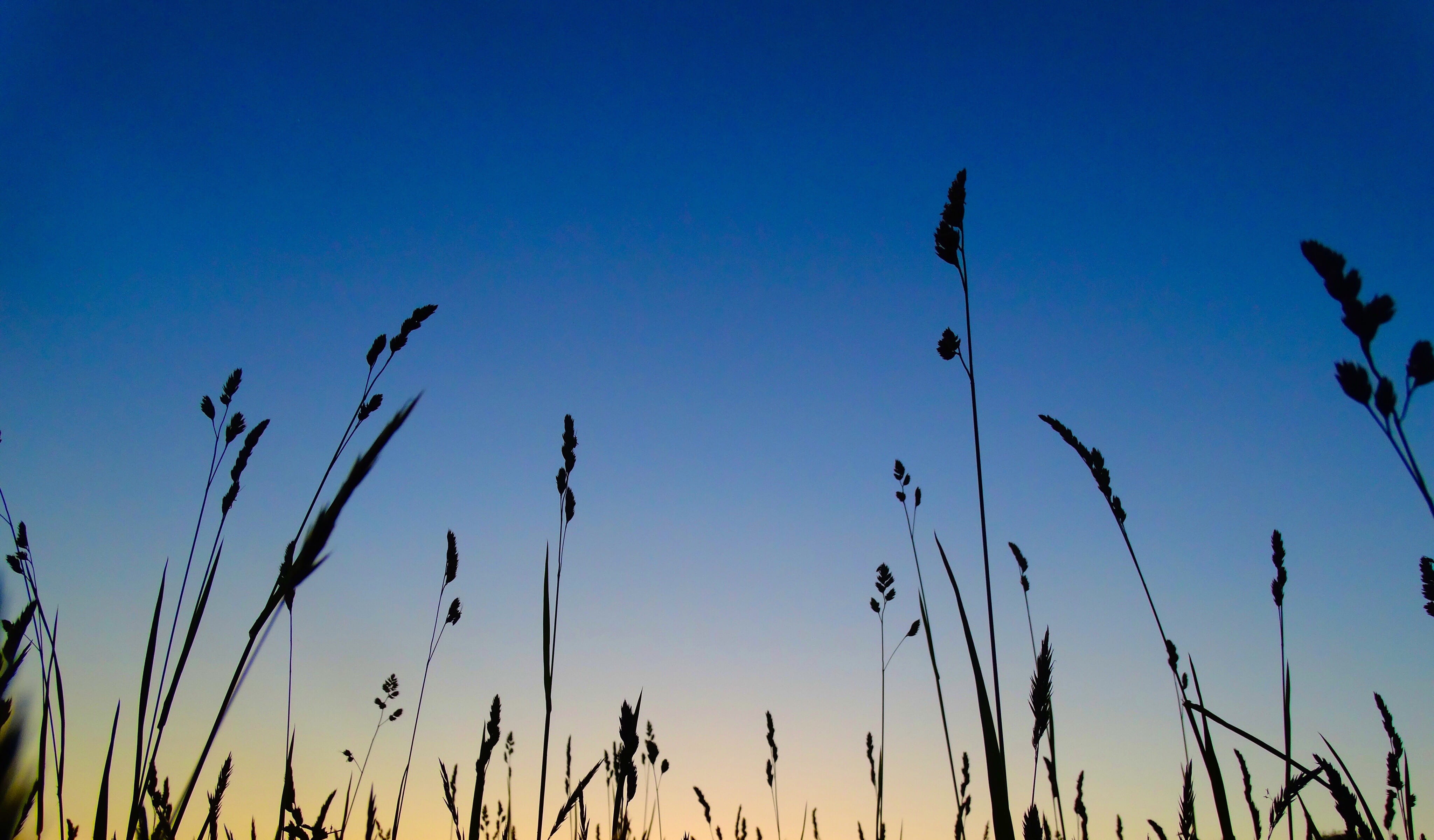 timothy grass, growth, wheats, 4K, field, outdoors, silhouette, clear sky, nature, sky, hour, tranquility, stalk, plant, day, sponsored, blue, tranquil scene, HD Wallpaper