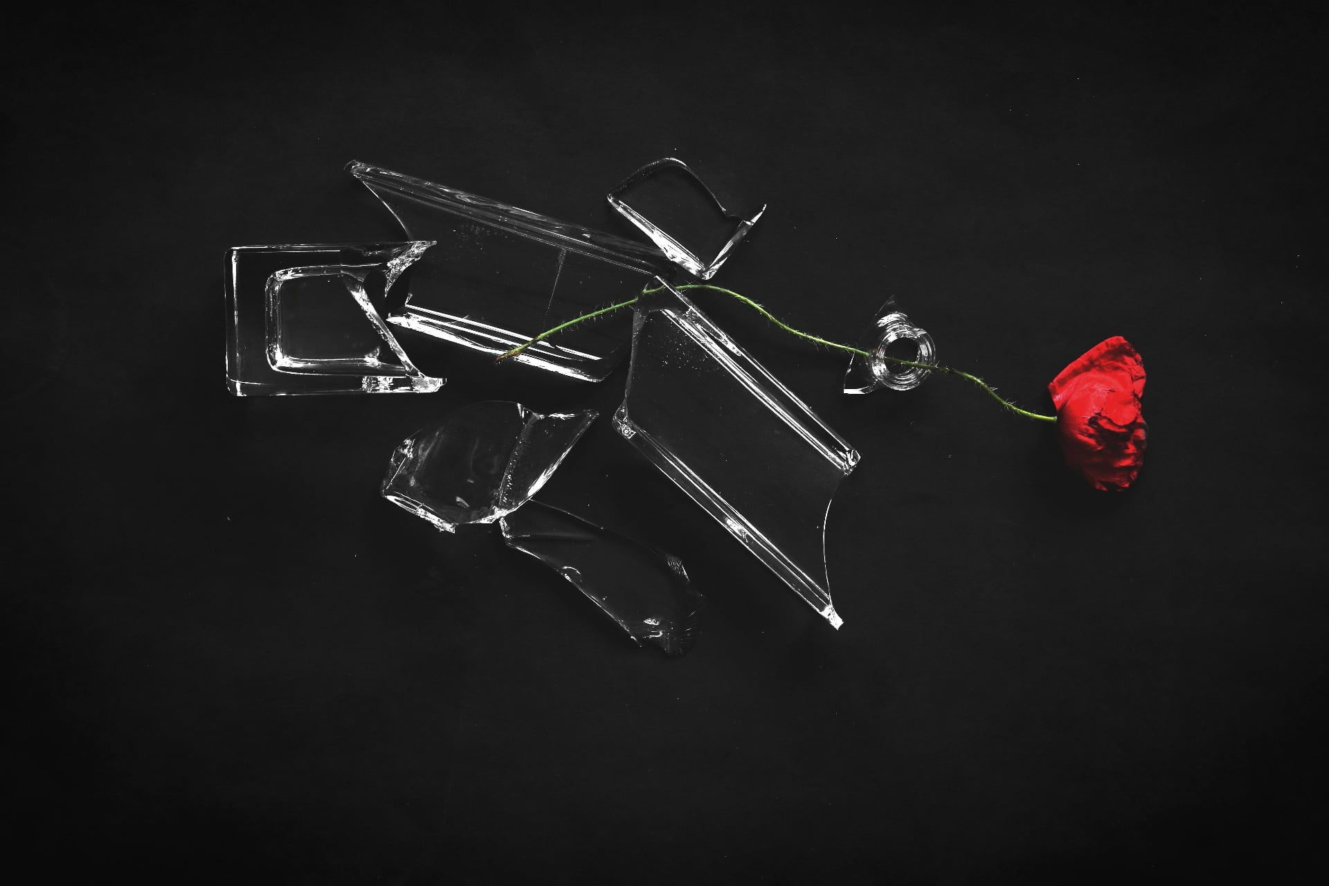 glass, 1080P, plants, broken glass, flowers, red flowers, HD Wallpaper