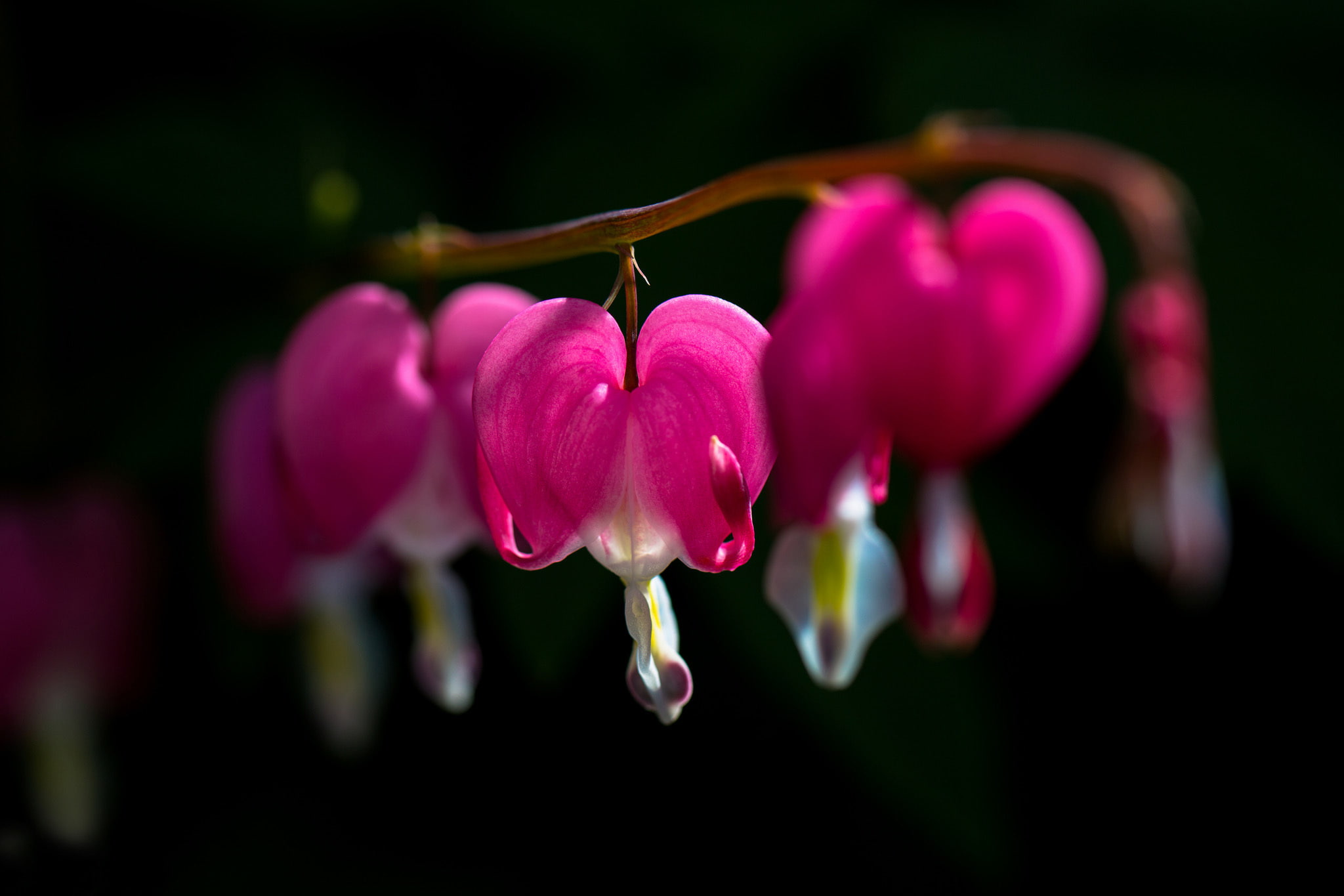 broken, flowers, heart, background, 1080P, pink, black, bleeding, HD Wallpaper