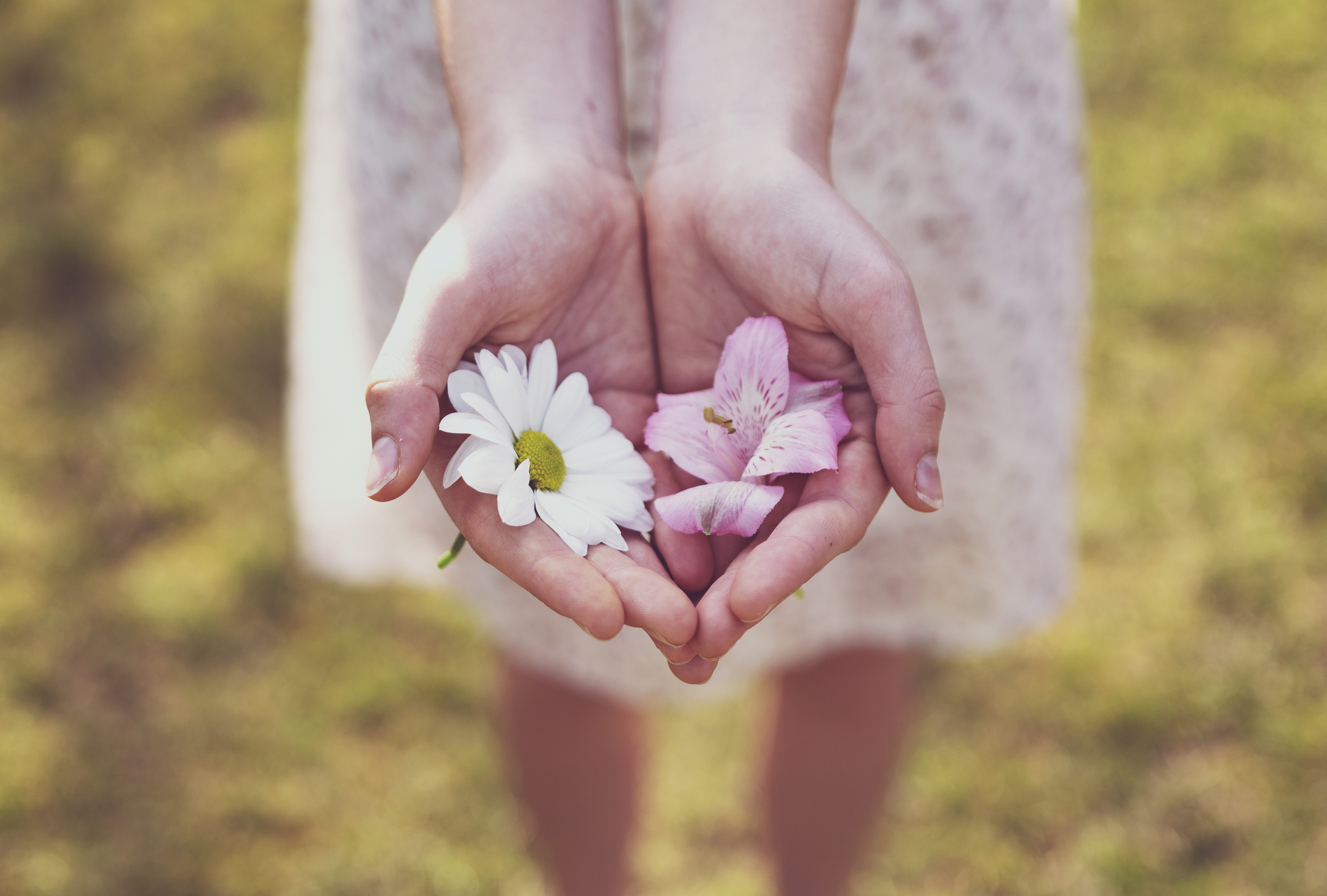 pink, beauty in nature, flower head, one person, freshness, flower, holing, petal, fragile, fragility, day, outdoors, plant, human body part, flowers, human hand, HD Wallpaper