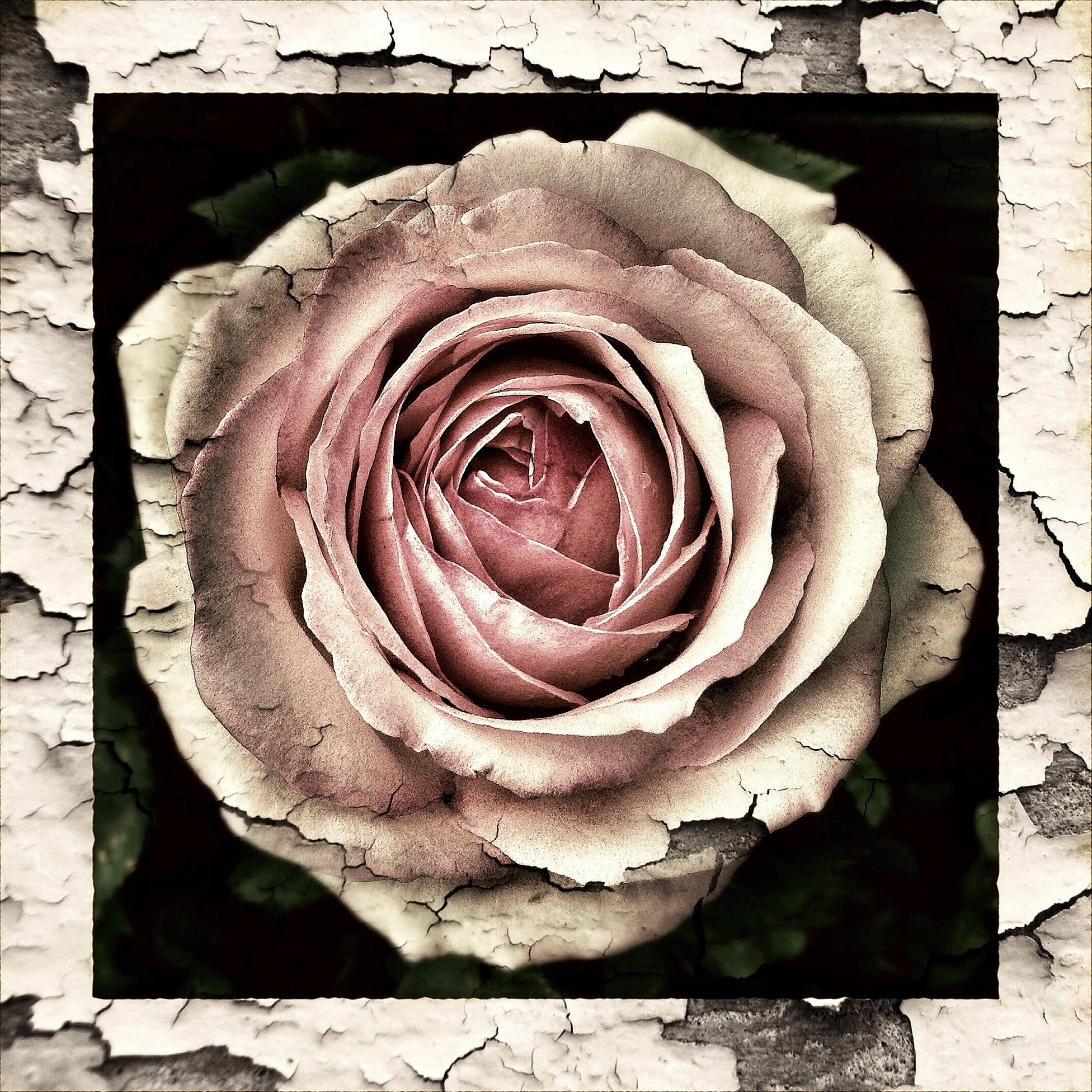 1080P, broken, flowers, plant, directly above, fragility, flower, transient, inflorescence, close-up, antique, old, rose - flower, no people, flowering plant, Phone HD Wallpaper