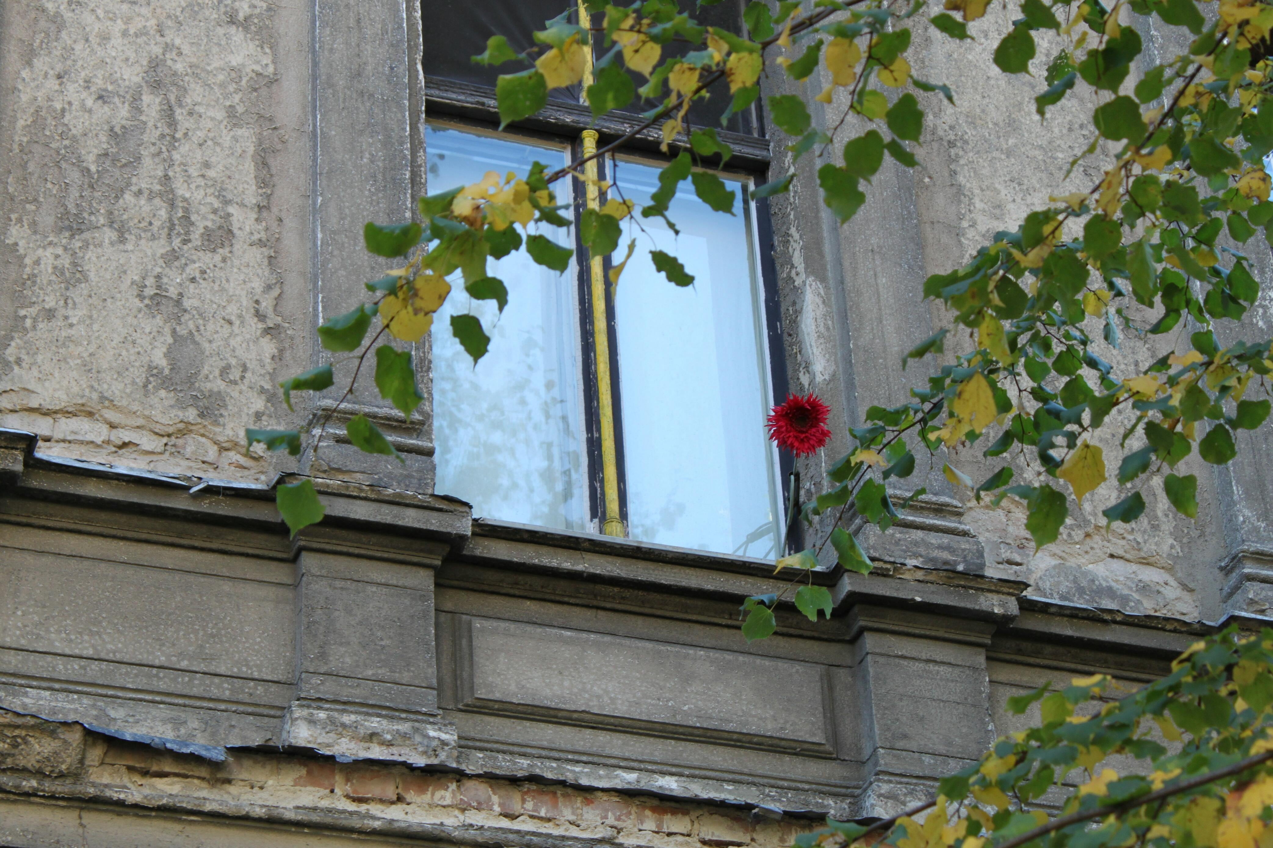 flower vase, built structure, old, atmosphere, house, leaf, leafed, home, still, plant, outdoors, building exterior, day, fruit, building, run down, green color, HD Wallpaper