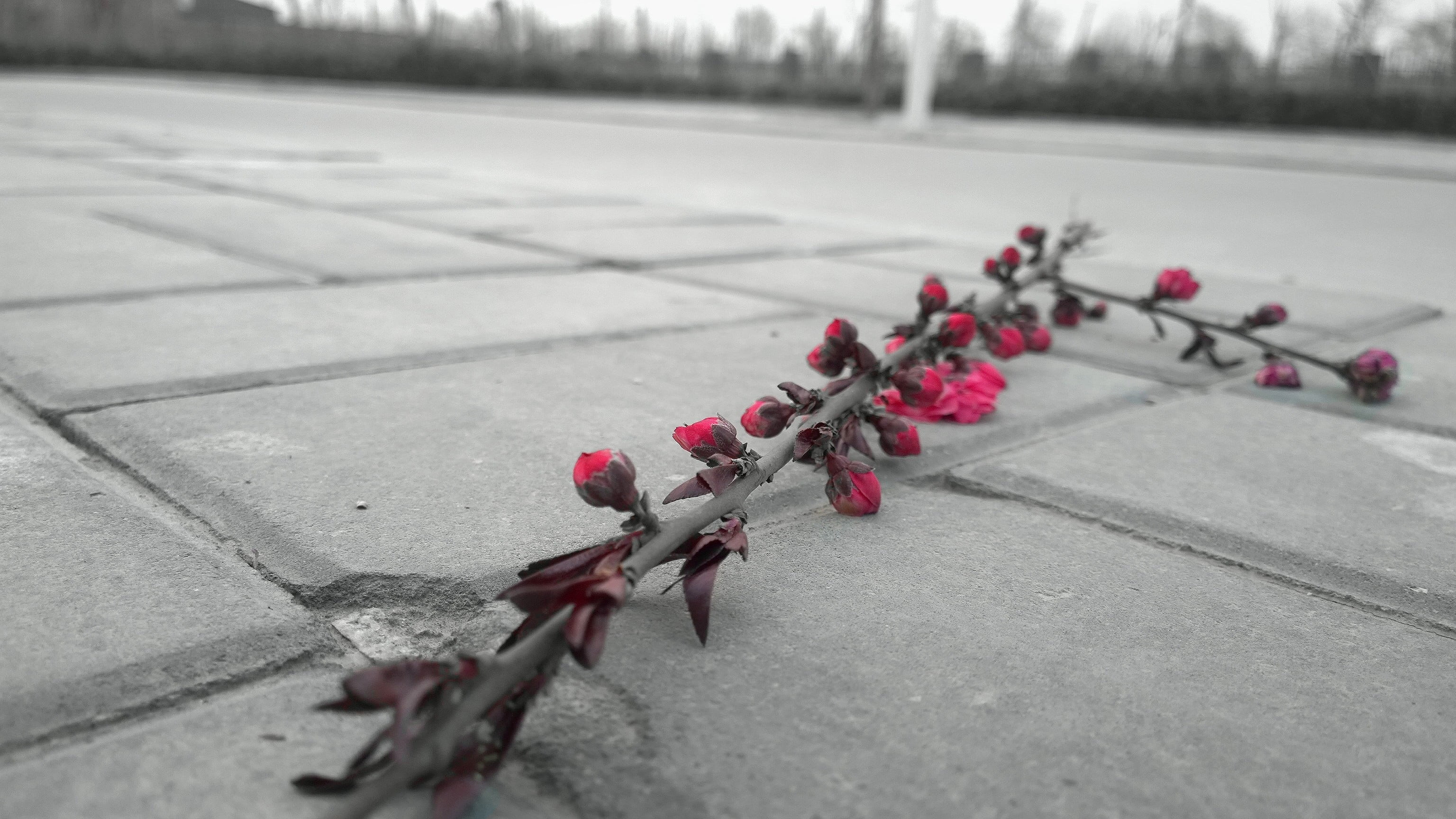 day, die, flower, footpath, beauty in nature, broken branch, in a row, close-up, concrete, plant, flowering plant, 2K, street, pink color, red, abandoned, HD Wallpaper