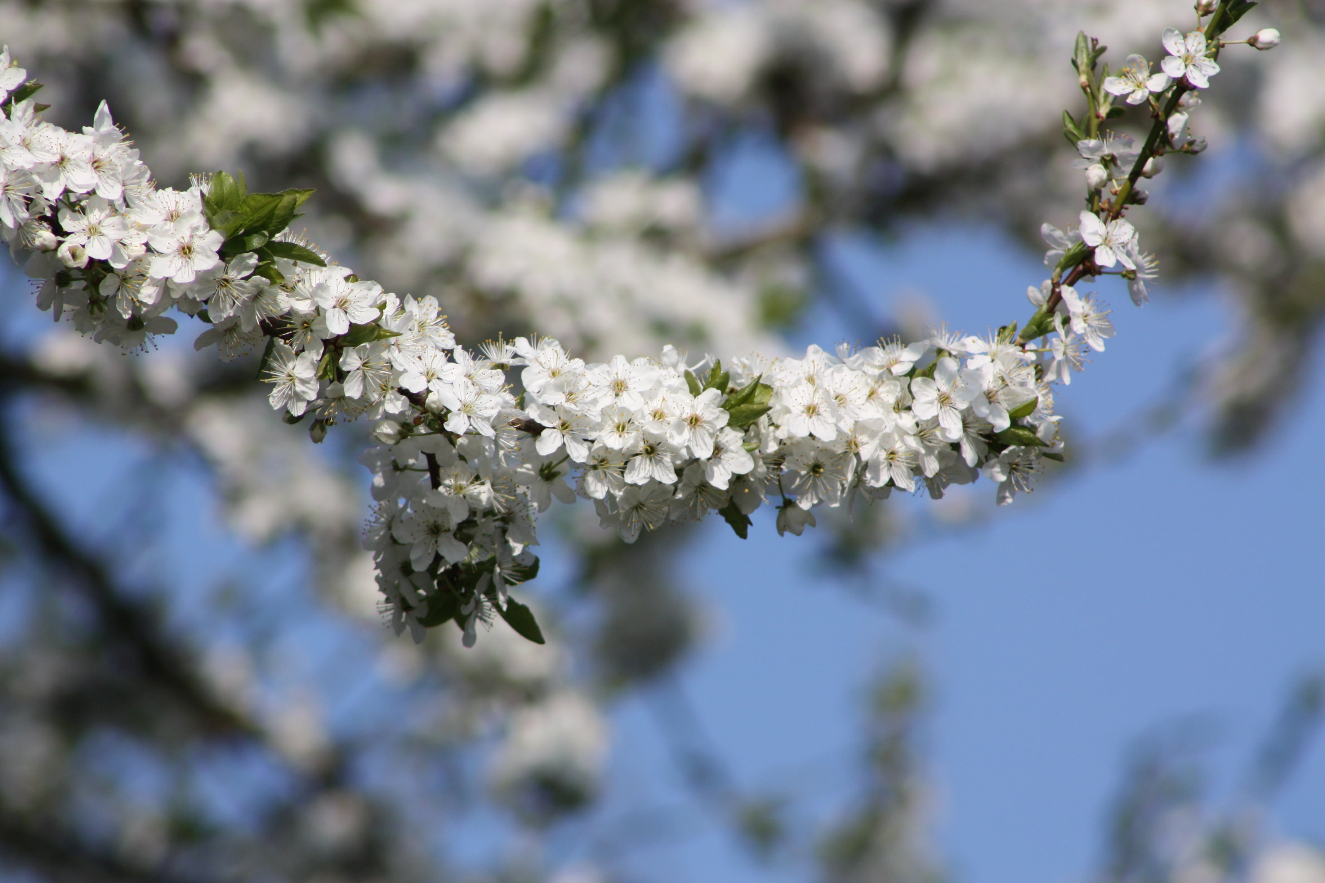 diversity, selective focus, beauty in nature, flowering plant, blue, outdoors, white color, flower Head, 4K, close, apple, day, cherry tree, close-up, HD Wallpaper