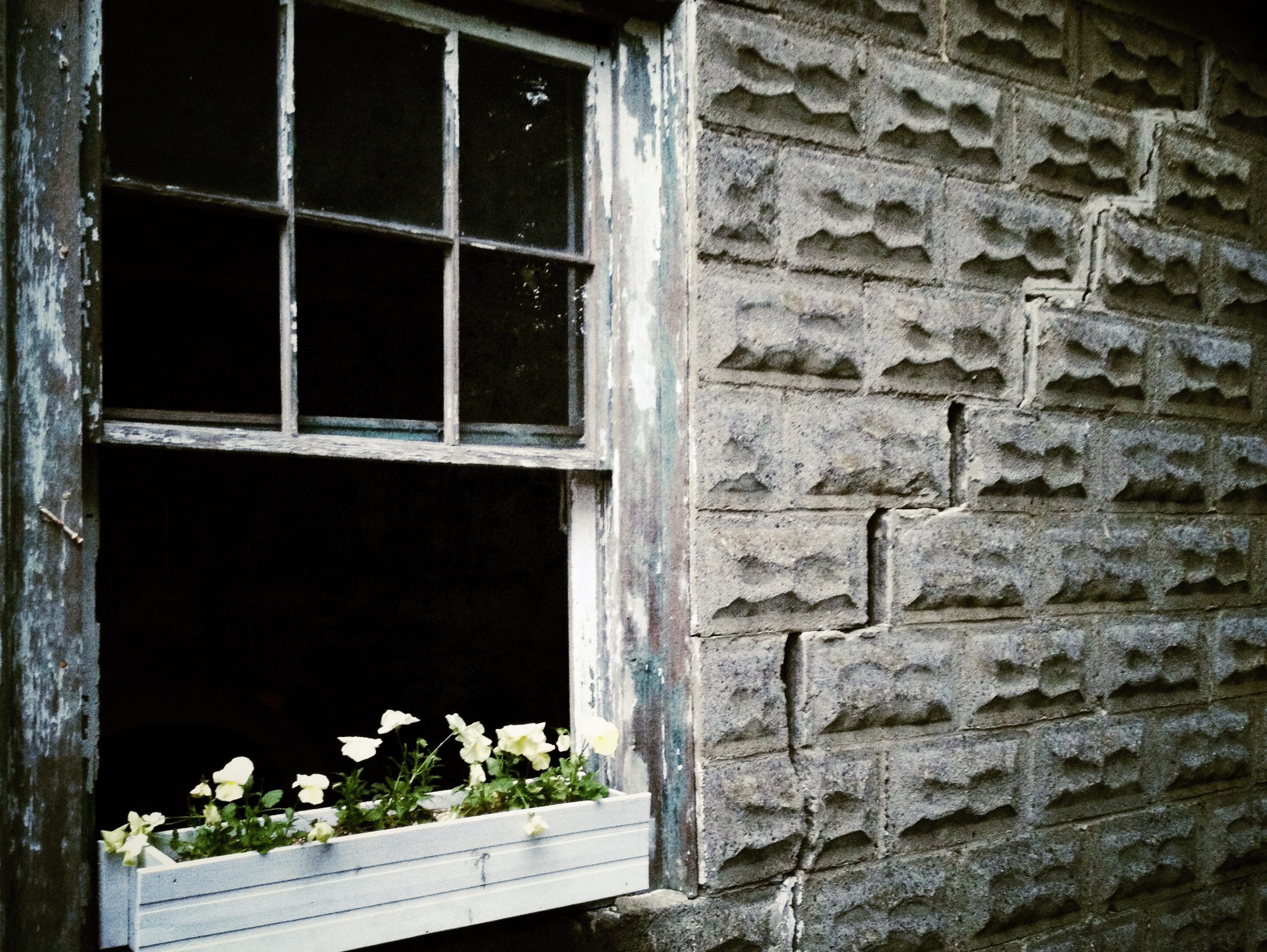 window, building exterior, abandoned, crack, brick wall, building, plant, built structure, open window, deterioration, nature, cracked, flower box, architecture, HD Wallpaper