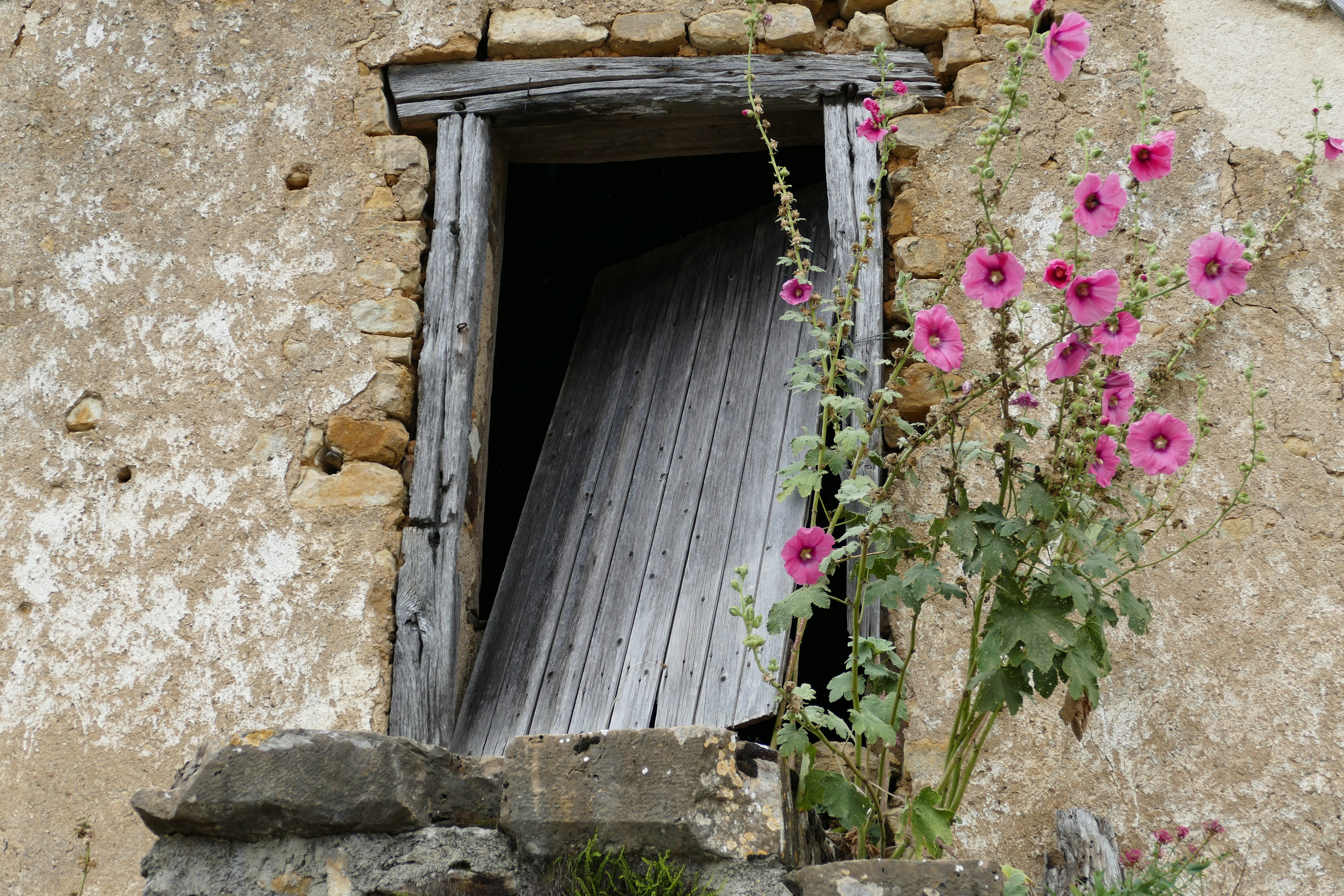 rose, untitled, beauty in nature, flowering plant, wall, broken, freshness, arch, old, pink, neglected, door, nature, plant, building, building exterior, HD Wallpaper