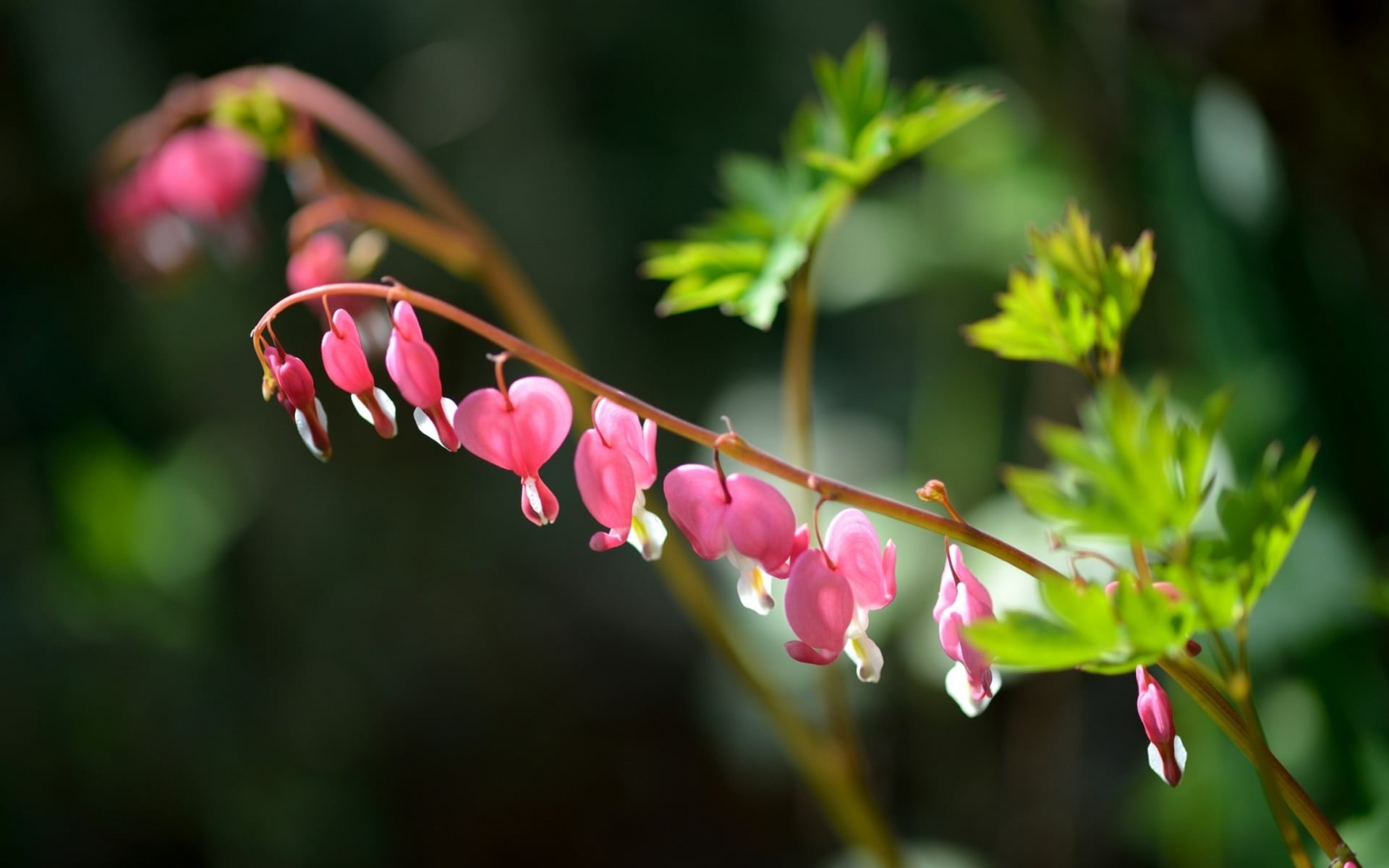 flower, day, vulnerability, plant part, plant, beauty in nature, no people, flowers, broken, flower head, focus on foreground, 1080P, flowering plant, HD Wallpaper