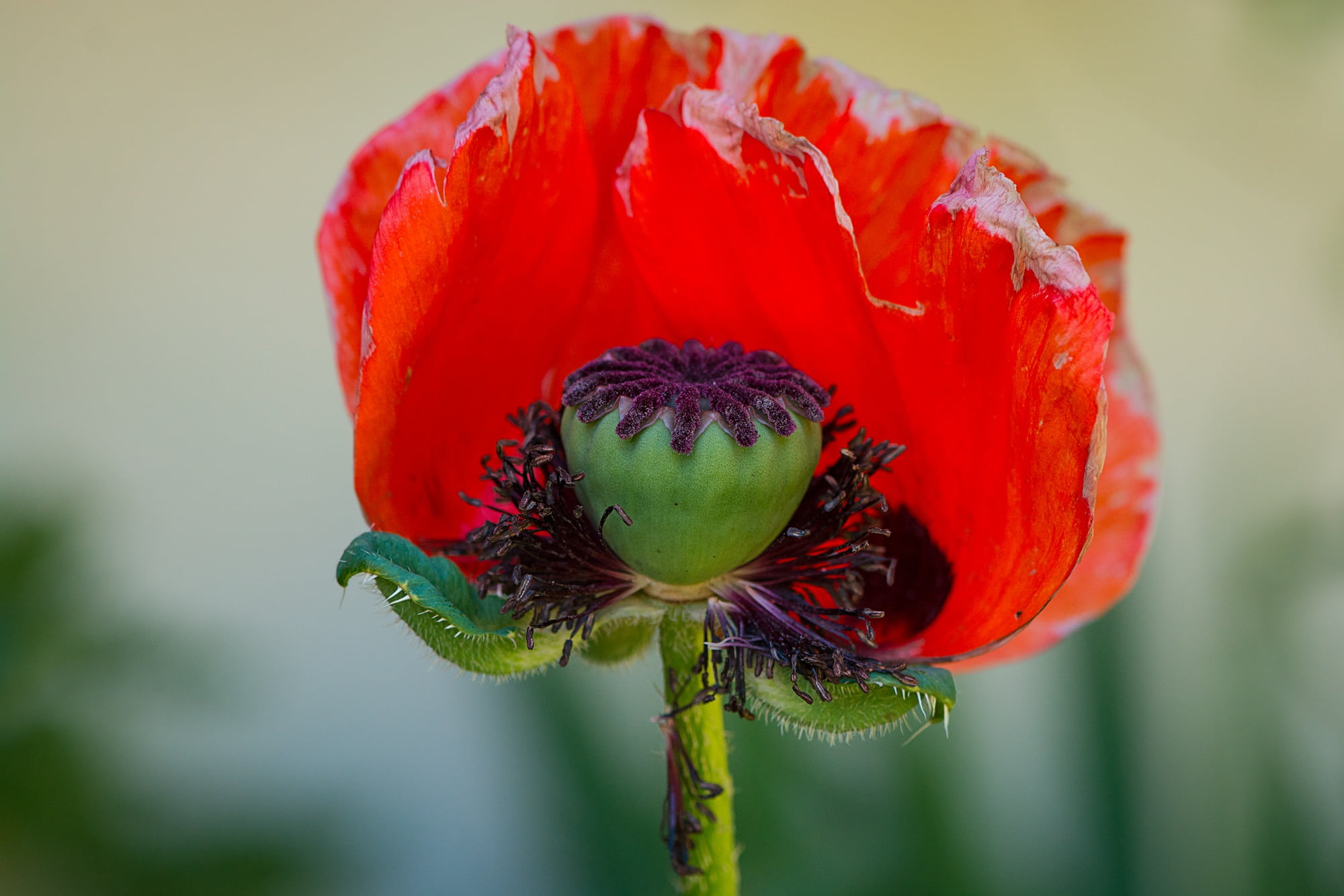 flower, animal themes, pistil, inflorescence, beauty in nature, focus on foreground, freshness, petals, poppy, red, red flower, sepal, no people, petal, HD Wallpaper