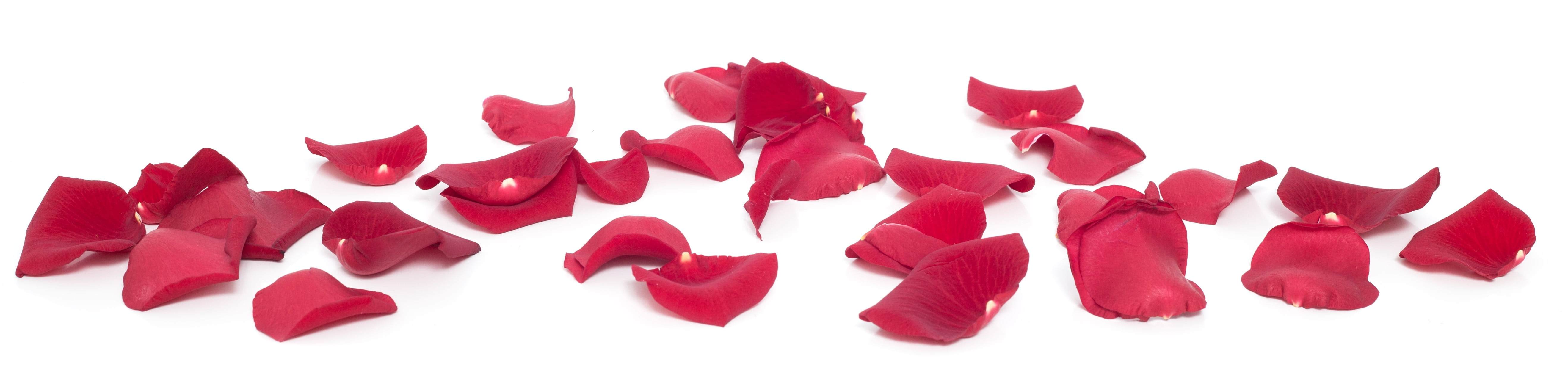 indoors, panoramic, white background, surface, rose - flower, group, breaking, beauty in nature, white, rose, red, food and drink, close-up, flower, group of objects, HD Wallpaper