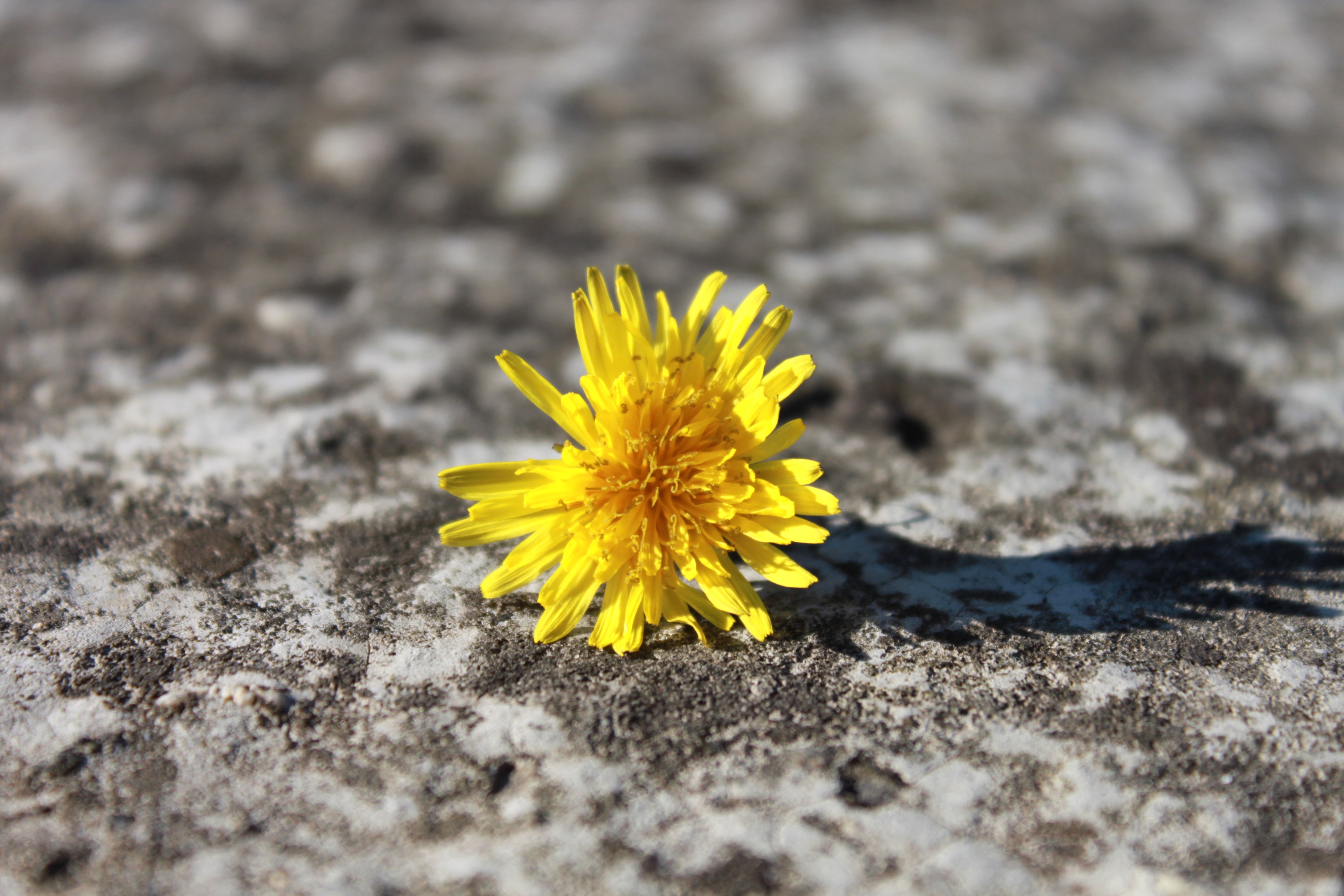 plant, 2K, flowers, bright, nature, growth, outdoors, flowering plant, day, broken, no people, flower, land, springtime, vulnerability, autumn, freshness, HD Wallpaper