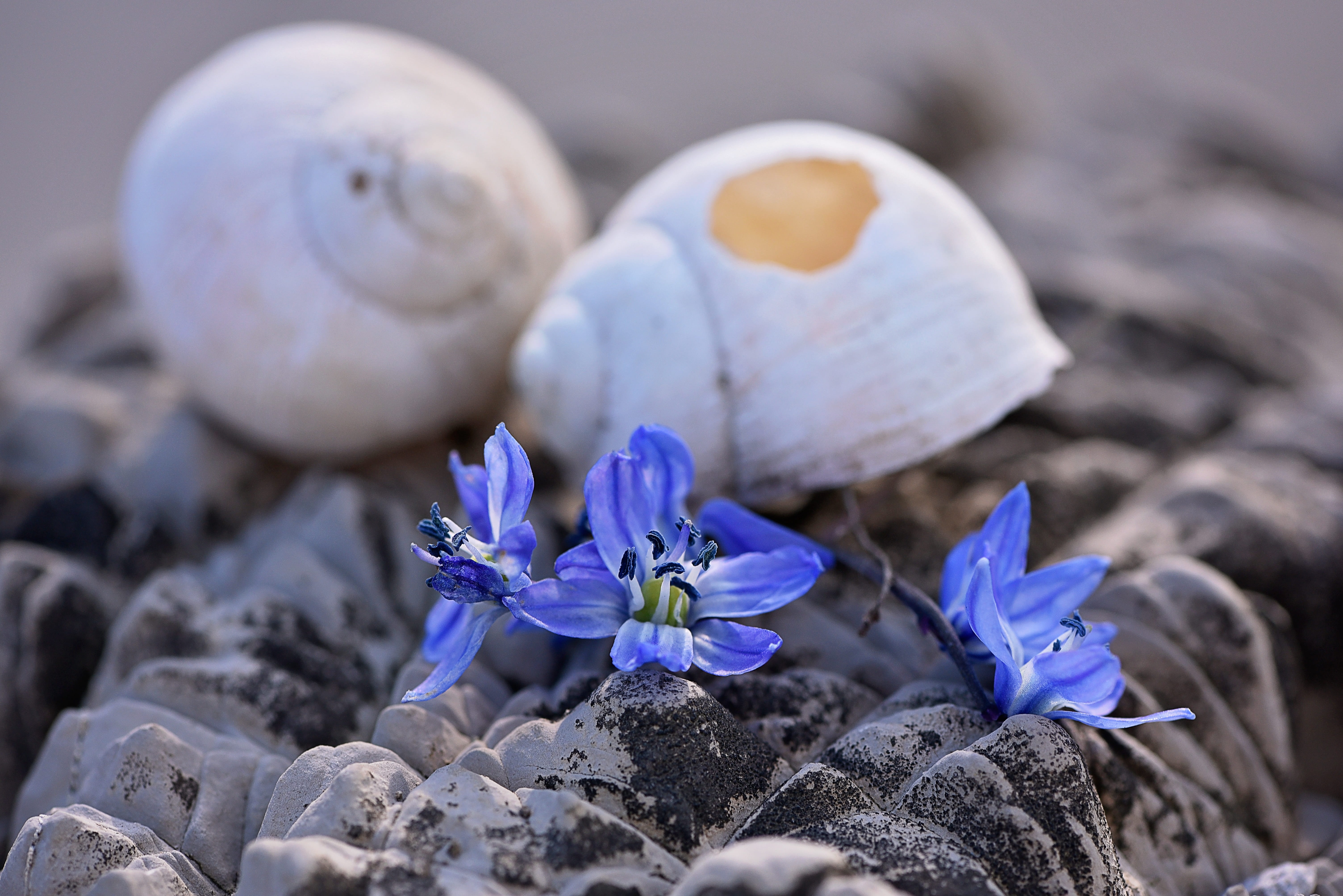 selective focus, close-up, shell, damaged, flower head, dirt, outdoors, flower, crocus, softness, iris, empty snail shell, beauty in nature, vulnerability, HD Wallpaper