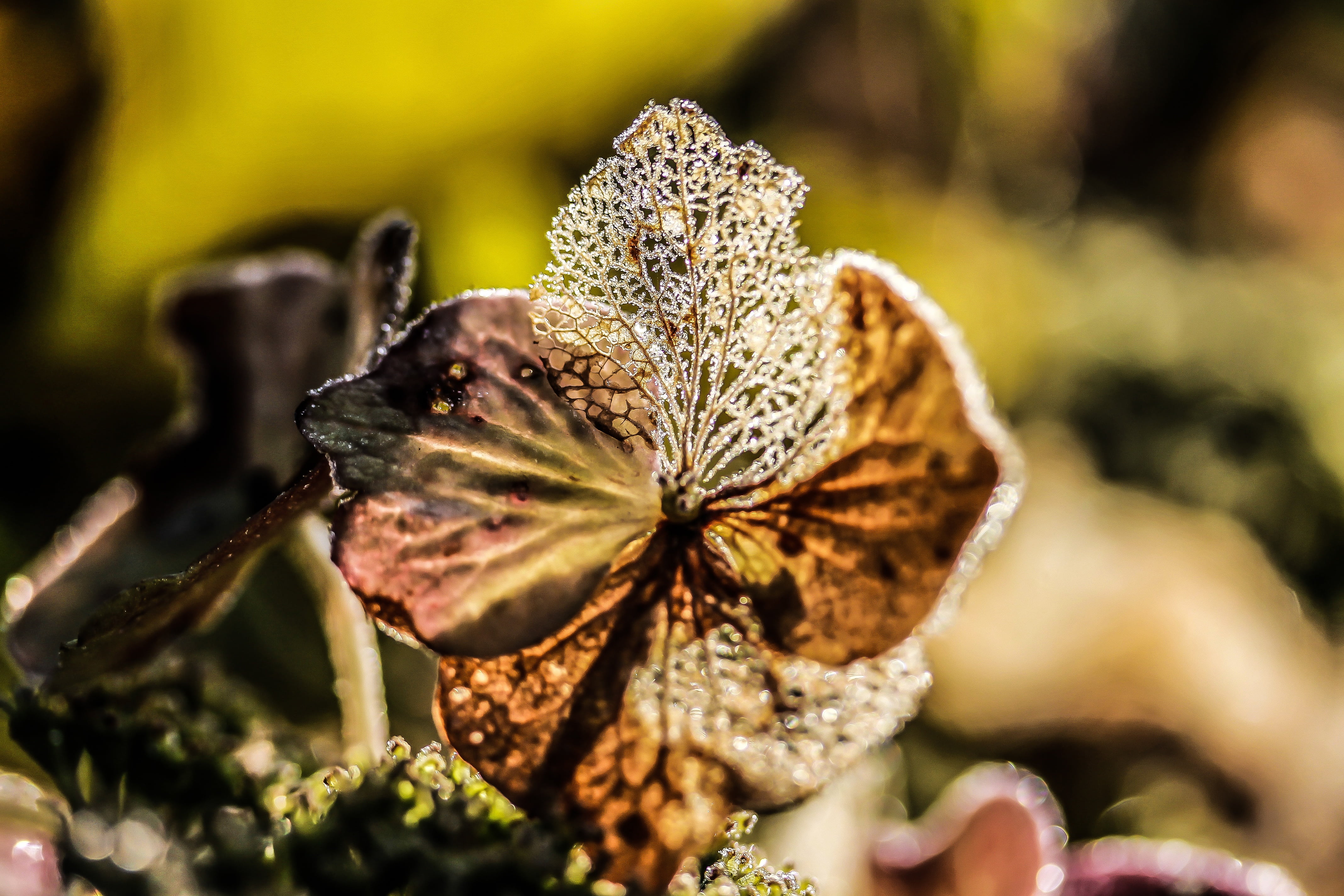 dry, 4K, broken flowers, freshness, flowering plant, flower, growth, leaf, flower head, day, natural condition, wilted plant, passing away, selective focus, HD Wallpaper