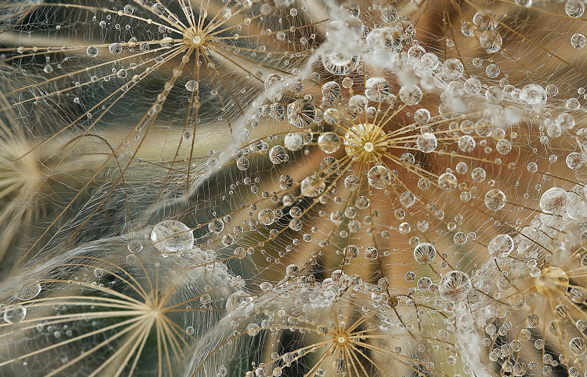 no people, nature, close-up, glass - material, water, outdoors, flower, 1080P, full frame, water drop, growth, flowering plant, pattern, dandelion seed, HD Wallpaper